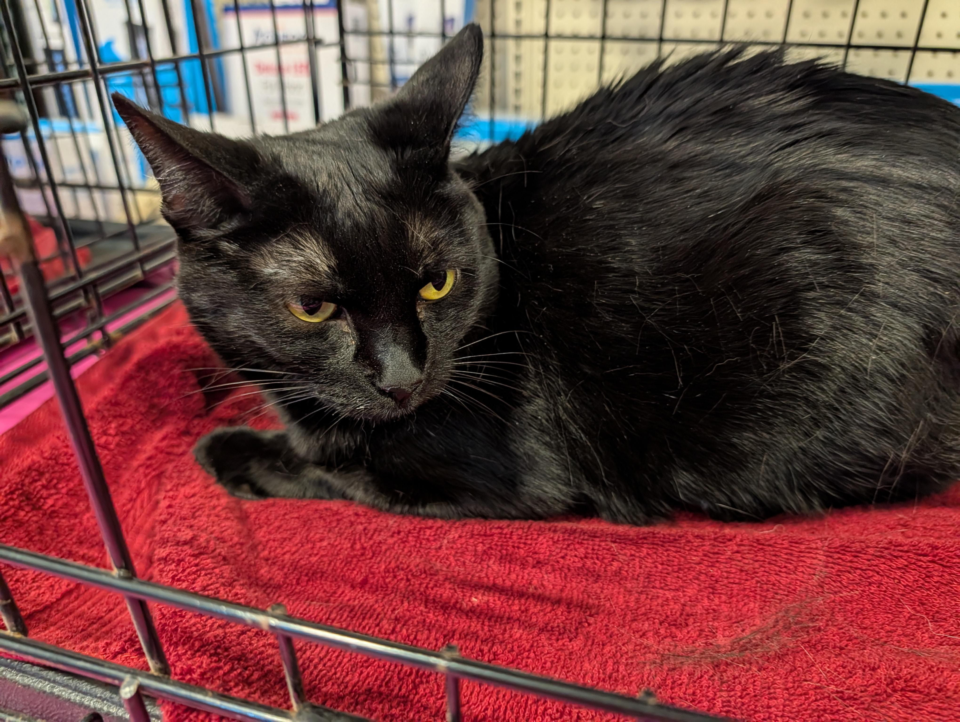 Delilah, ADOPTABLE, Adult Female Domestic Short Hair.