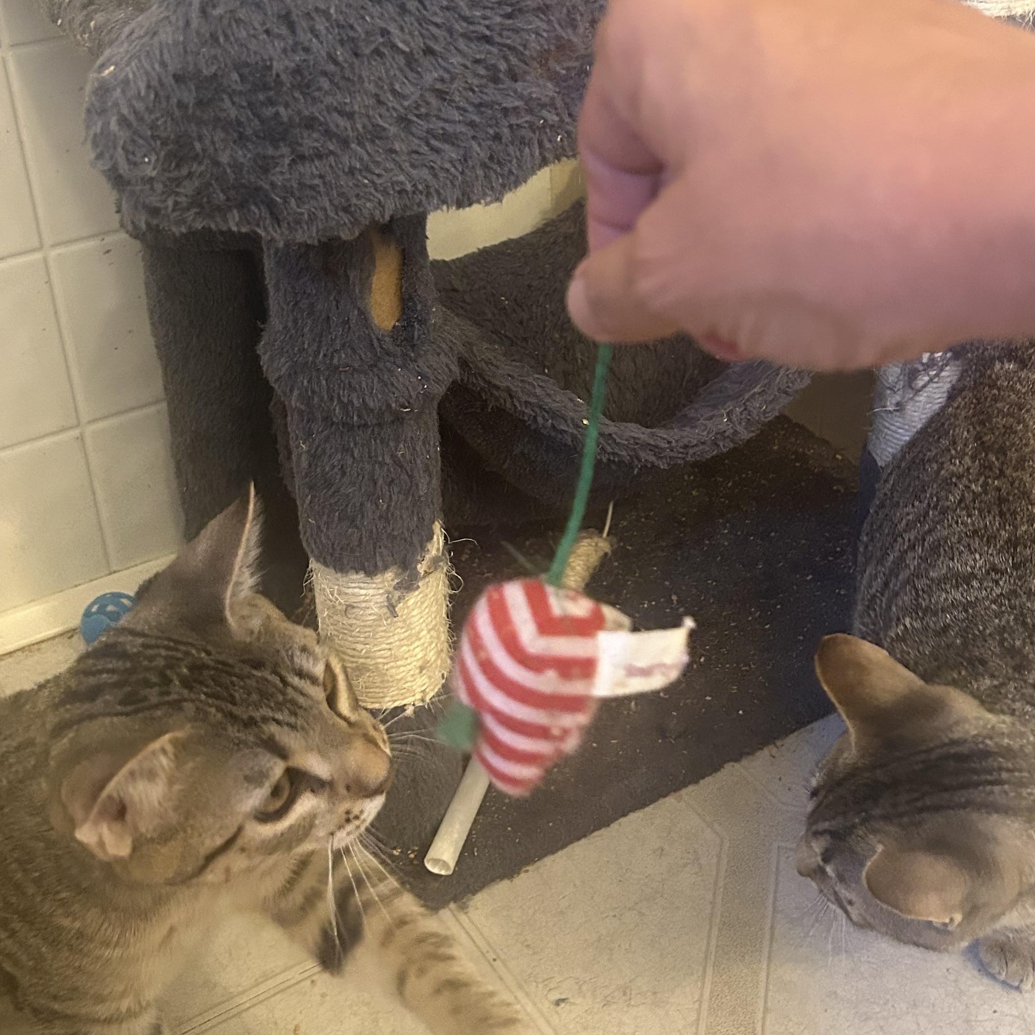 Enlarge Mojie and Mimi (M and F siblings), a Adoptable mixed breed in Prescott, AZ image 5/5