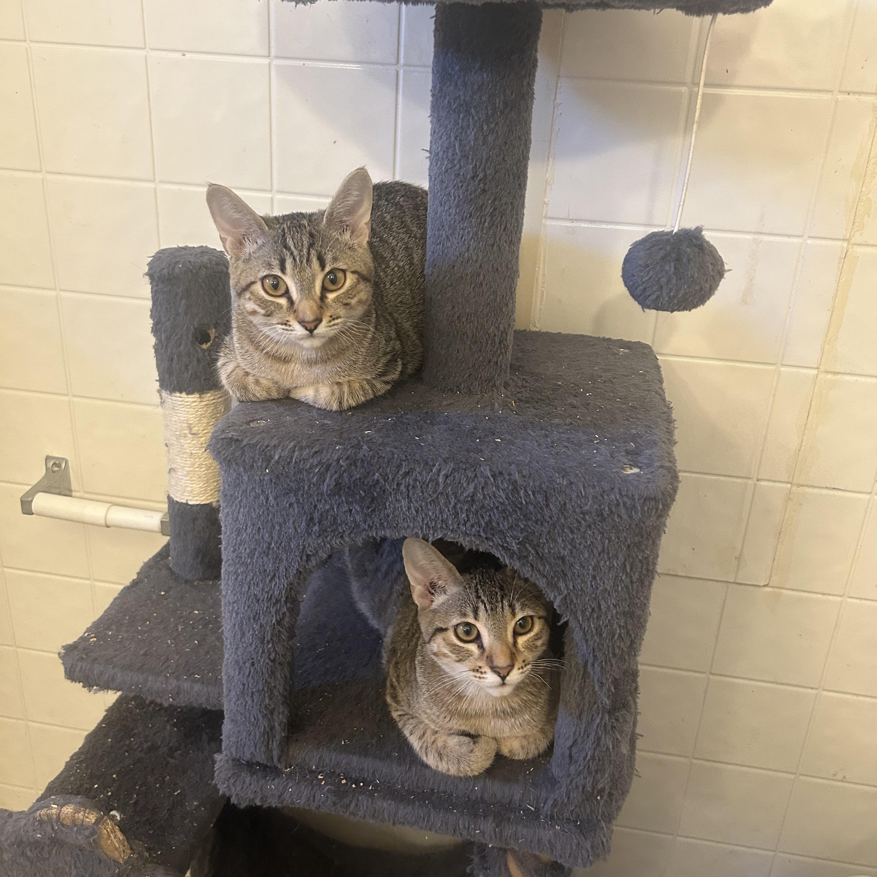 Mojie and Mimi (M and F siblings), Adoptable, Young Male Domestic Short Hair & Tabby.