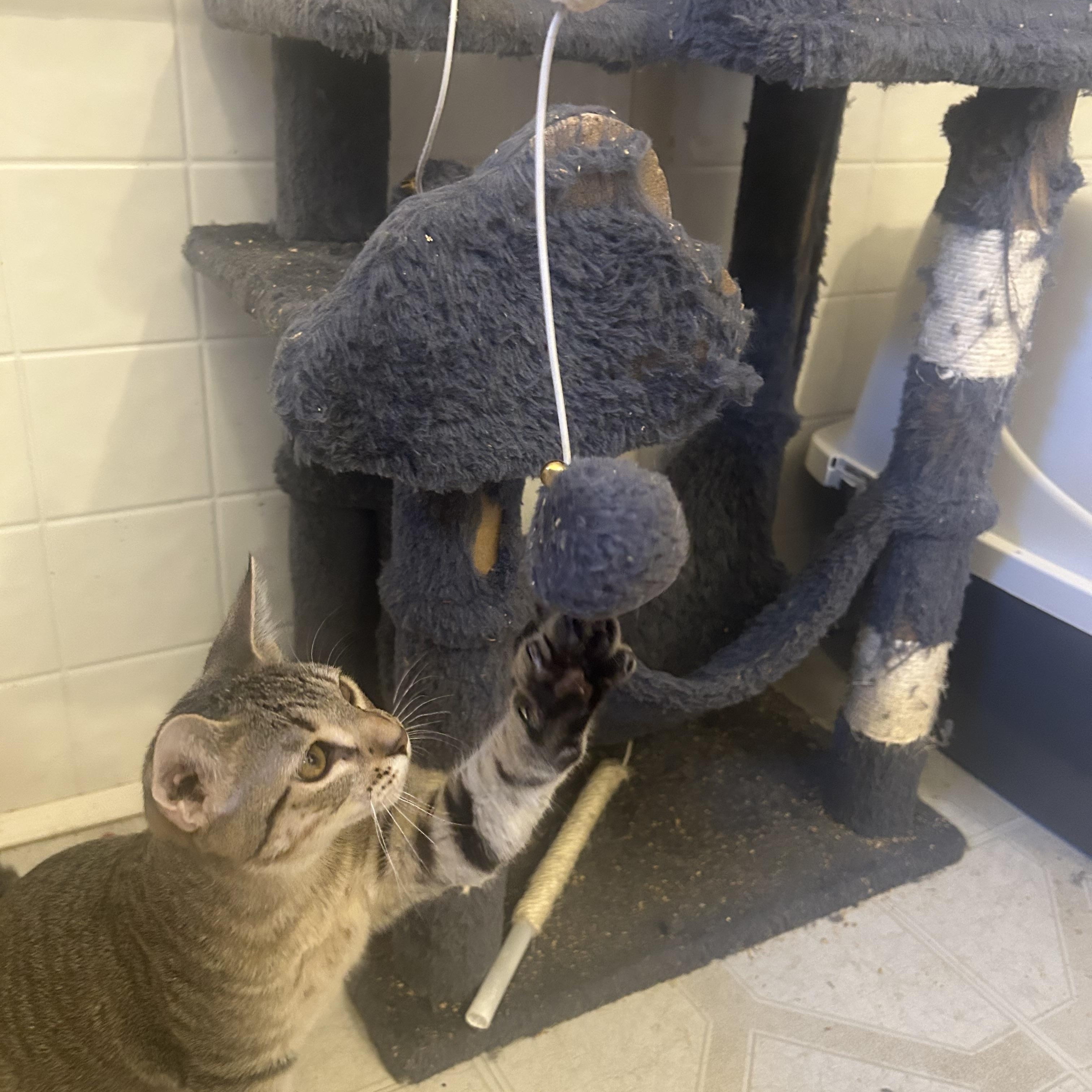 Enlarge Mojie and Mimi (M and F siblings), a Adoptable mixed breed in Prescott, AZ image 3/5