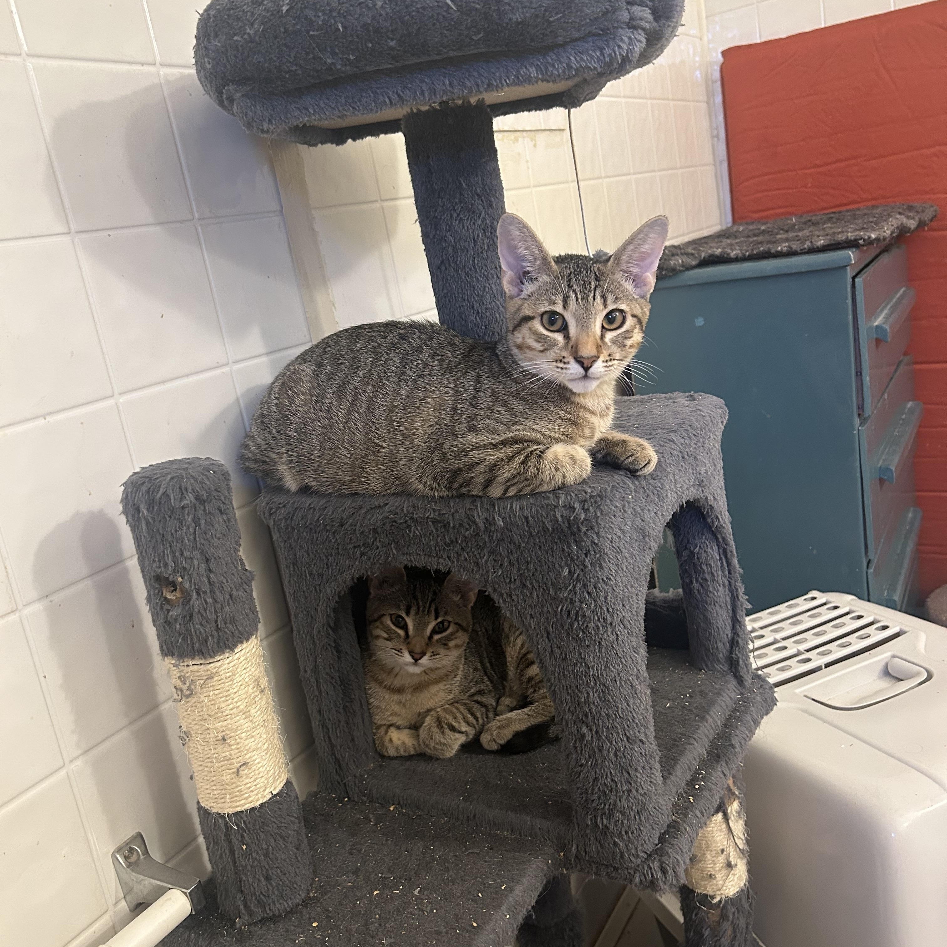 Enlarge Mojie and Mimi (M and F siblings), a Adoptable mixed breed in Prescott, AZ image 4/5