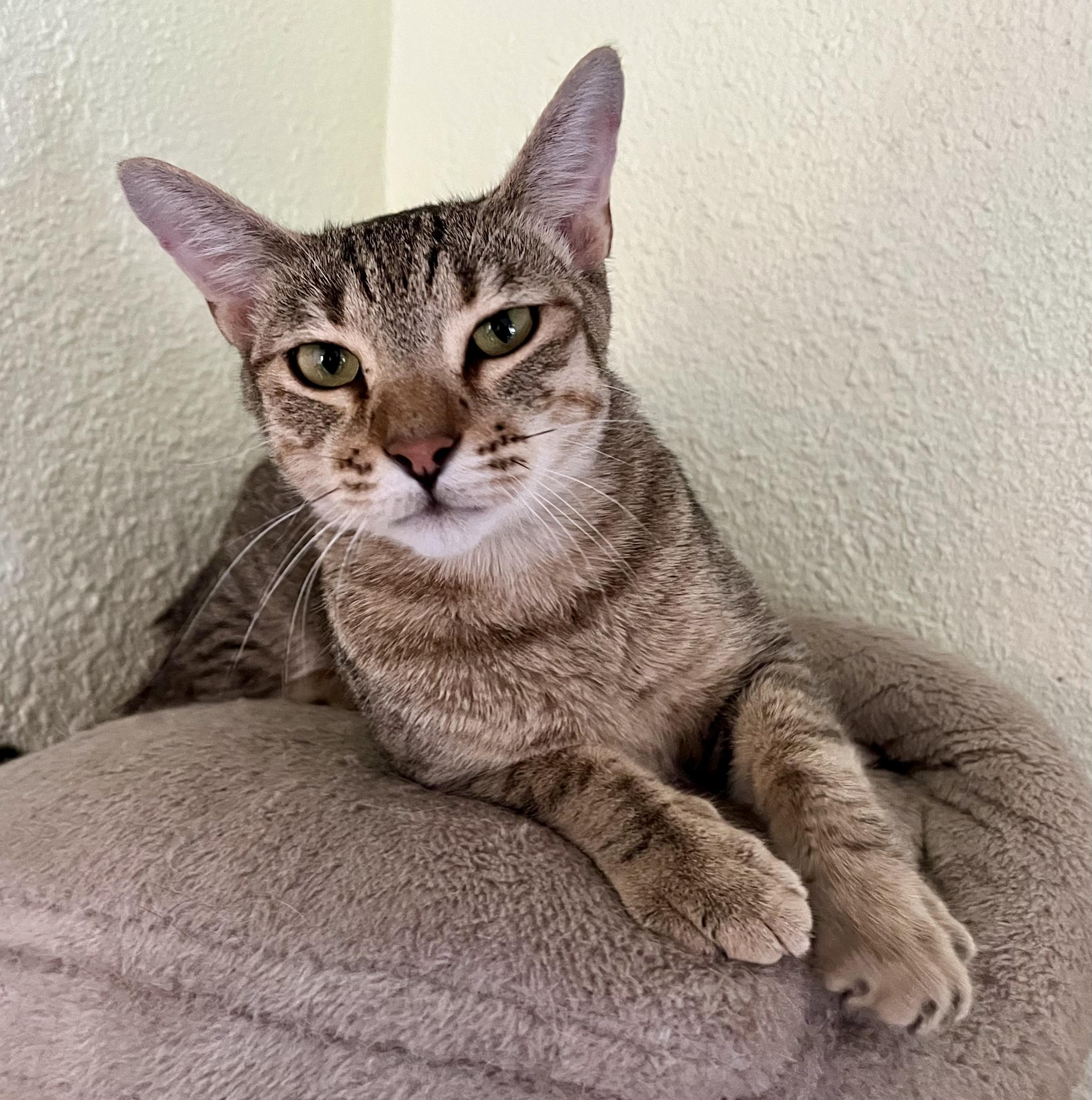 Mojie, Adoptable, Young Male Domestic Short Hair & Tabby.