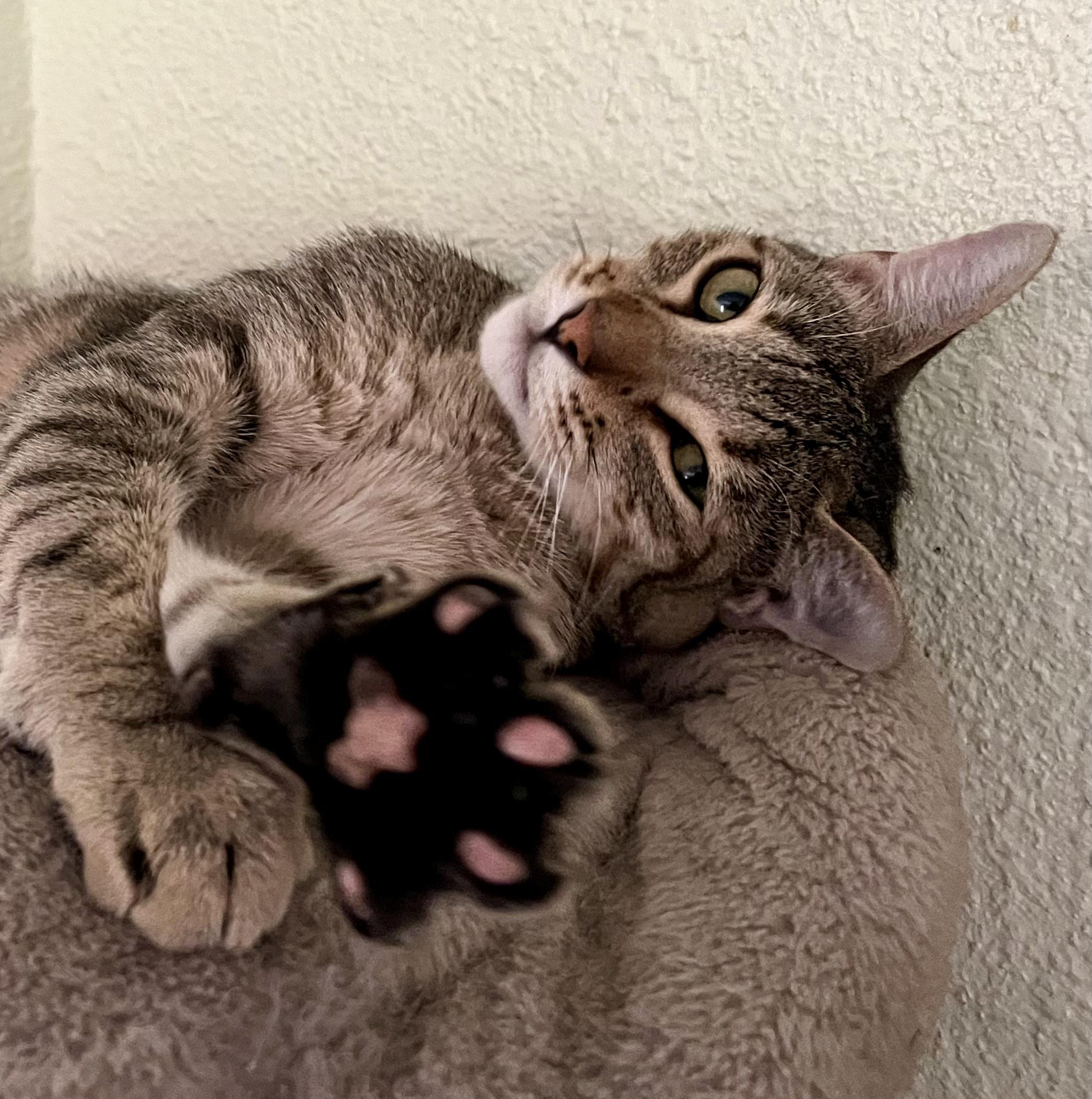 Enlarge Mojie, a Adoptable mixed breed in Prescott, AZ image 2/2