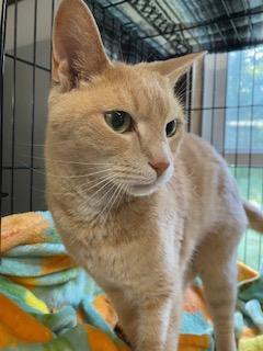 Enlarge Philo, a Adoptable Domestic Short Hair in Fredericksburg, OH image 3/3