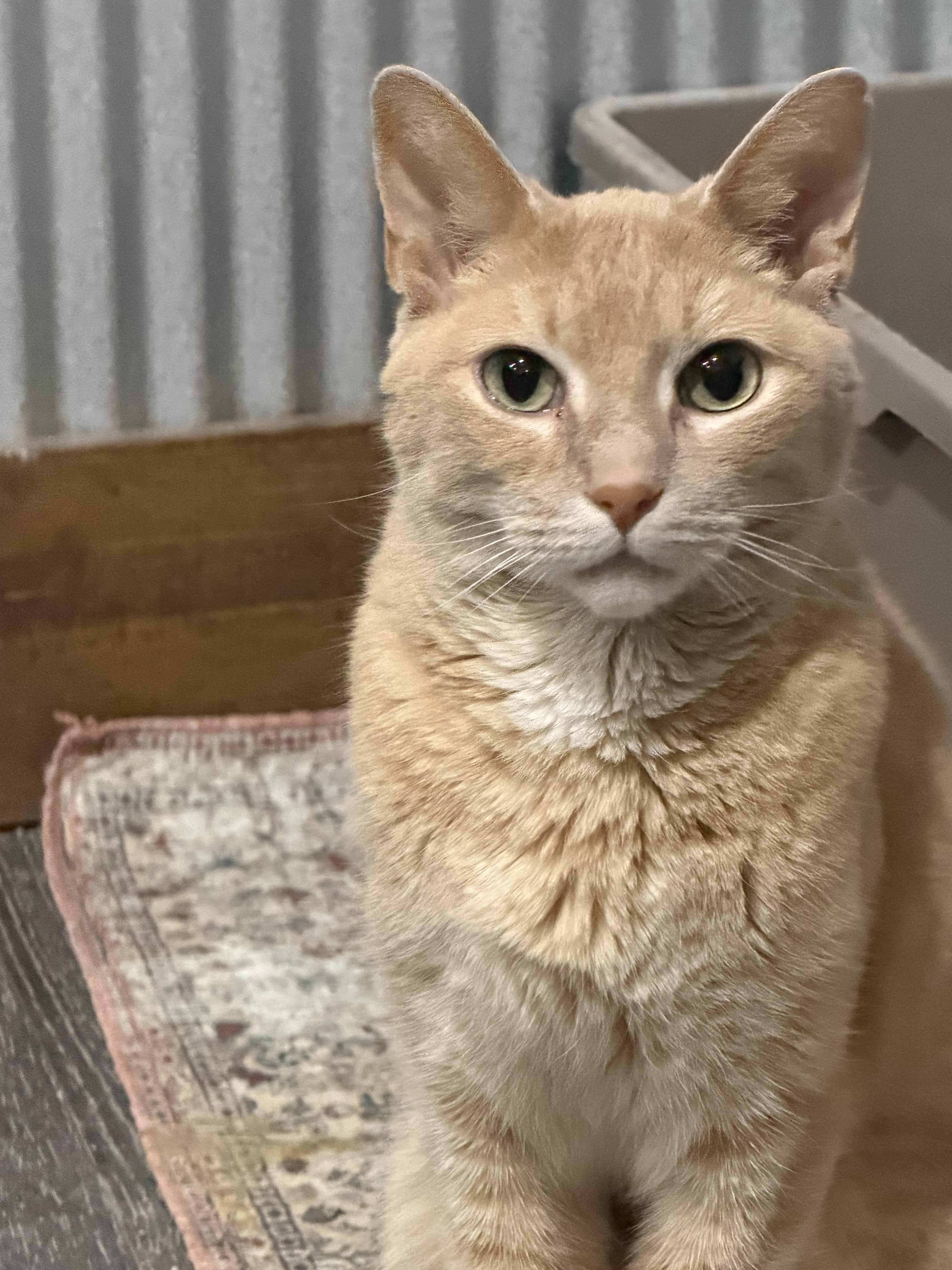 Philo, Adoptable, Adult Male Domestic Short Hair.