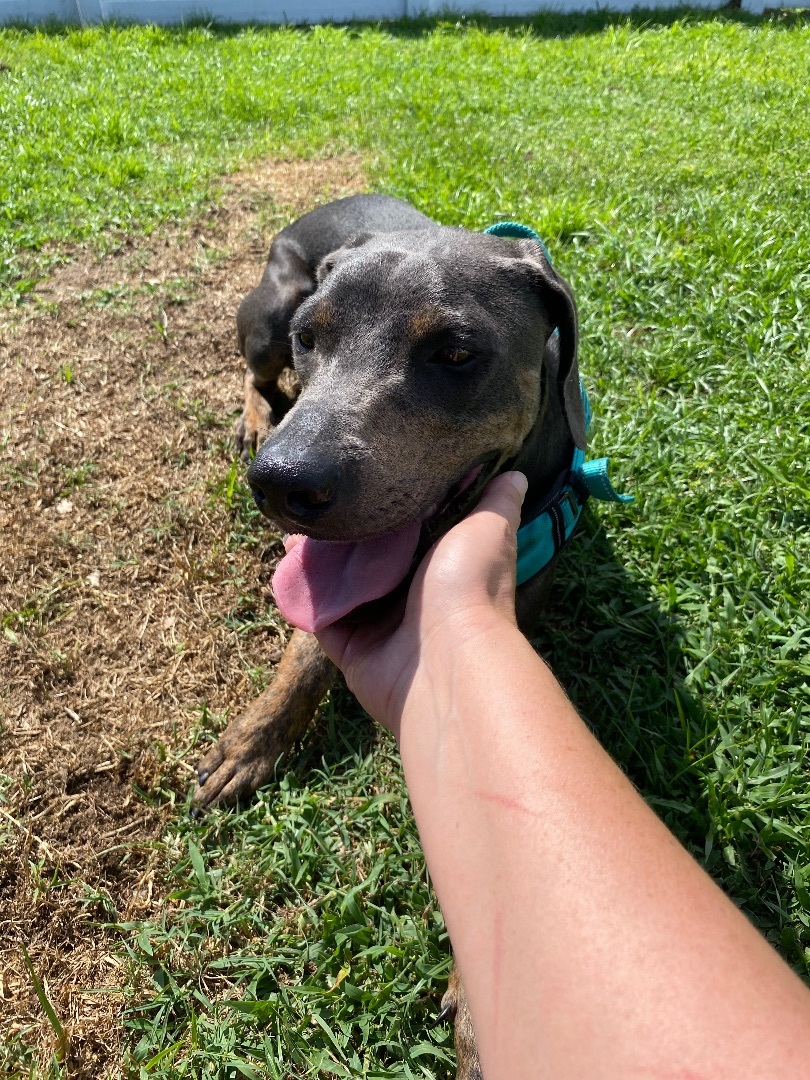 Enlarge Flashy, a Adoptable mixed breed in Port Saint Lucie, FL image 3/6