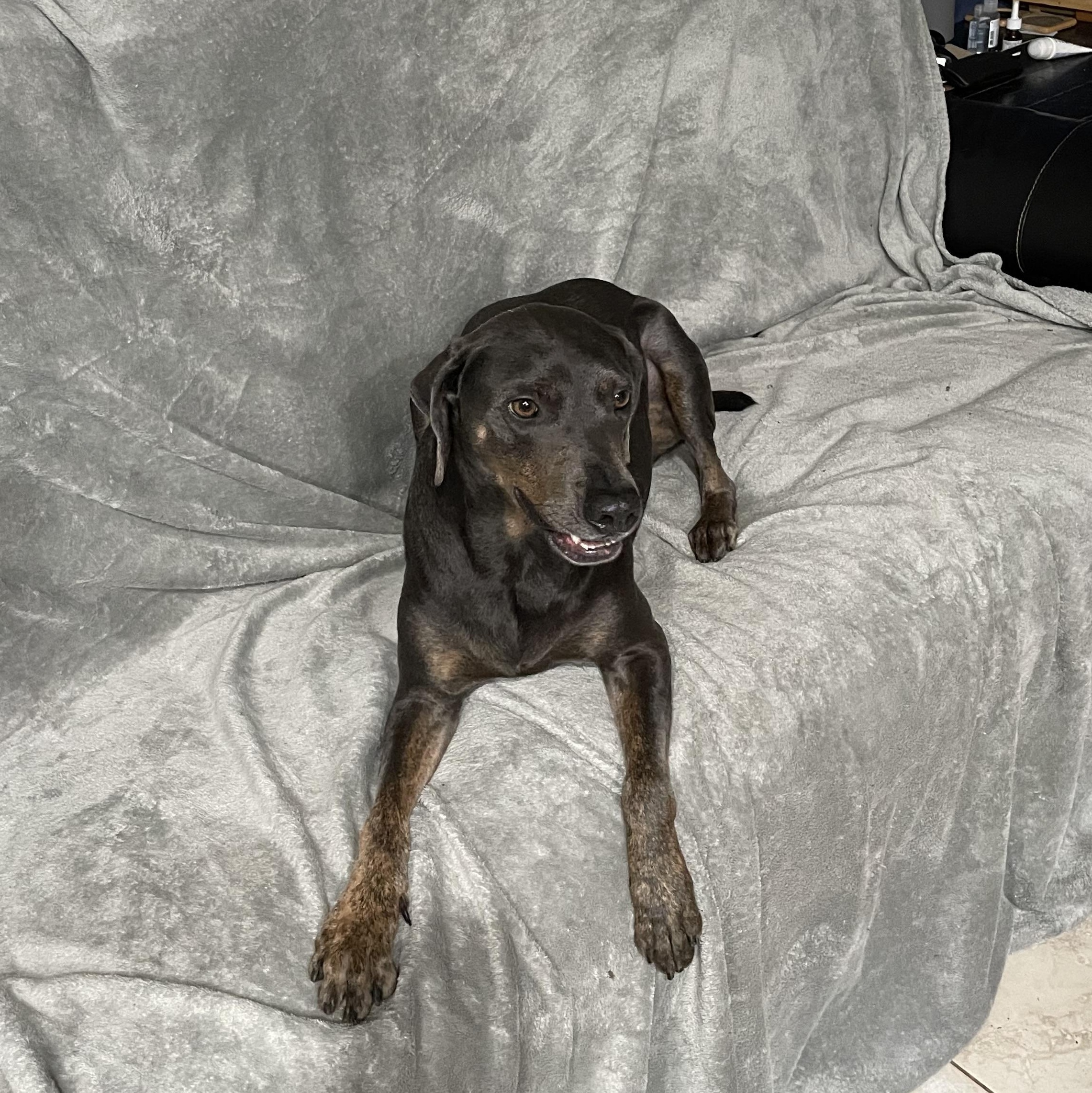 Flashy, Adoptable, Young Male Weimaraner.