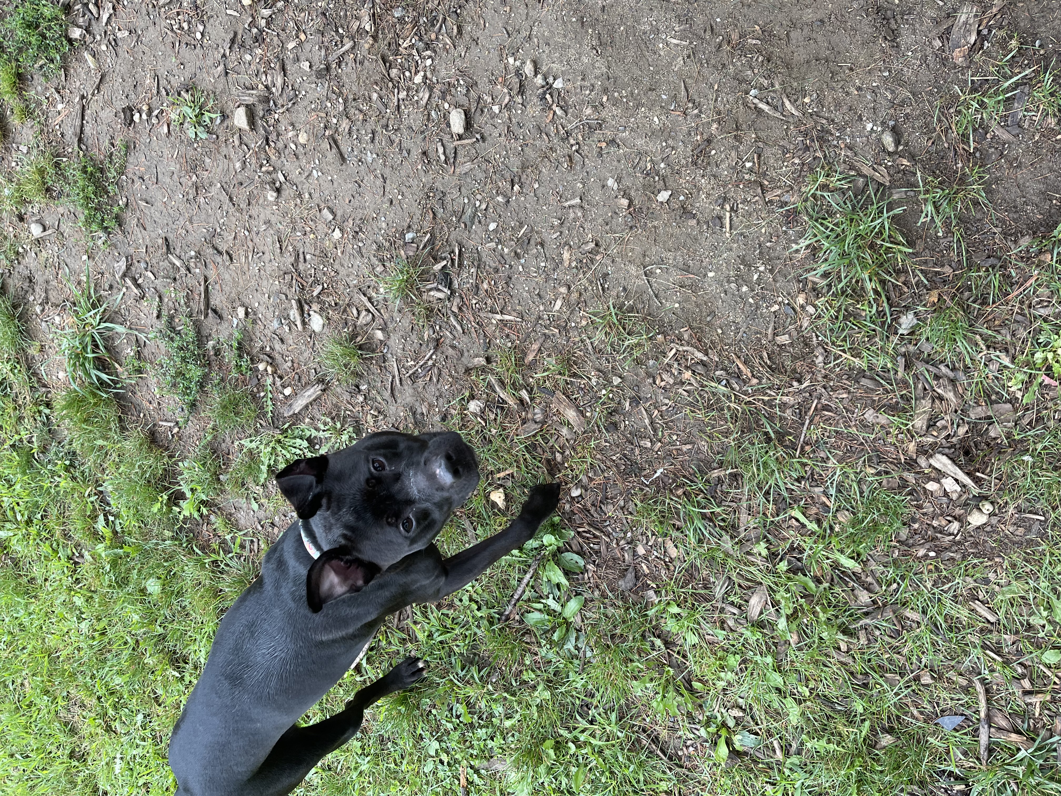 Ellie, Adoptable, Young Female American Staffordshire Terrier & Pit Bull Terrier.