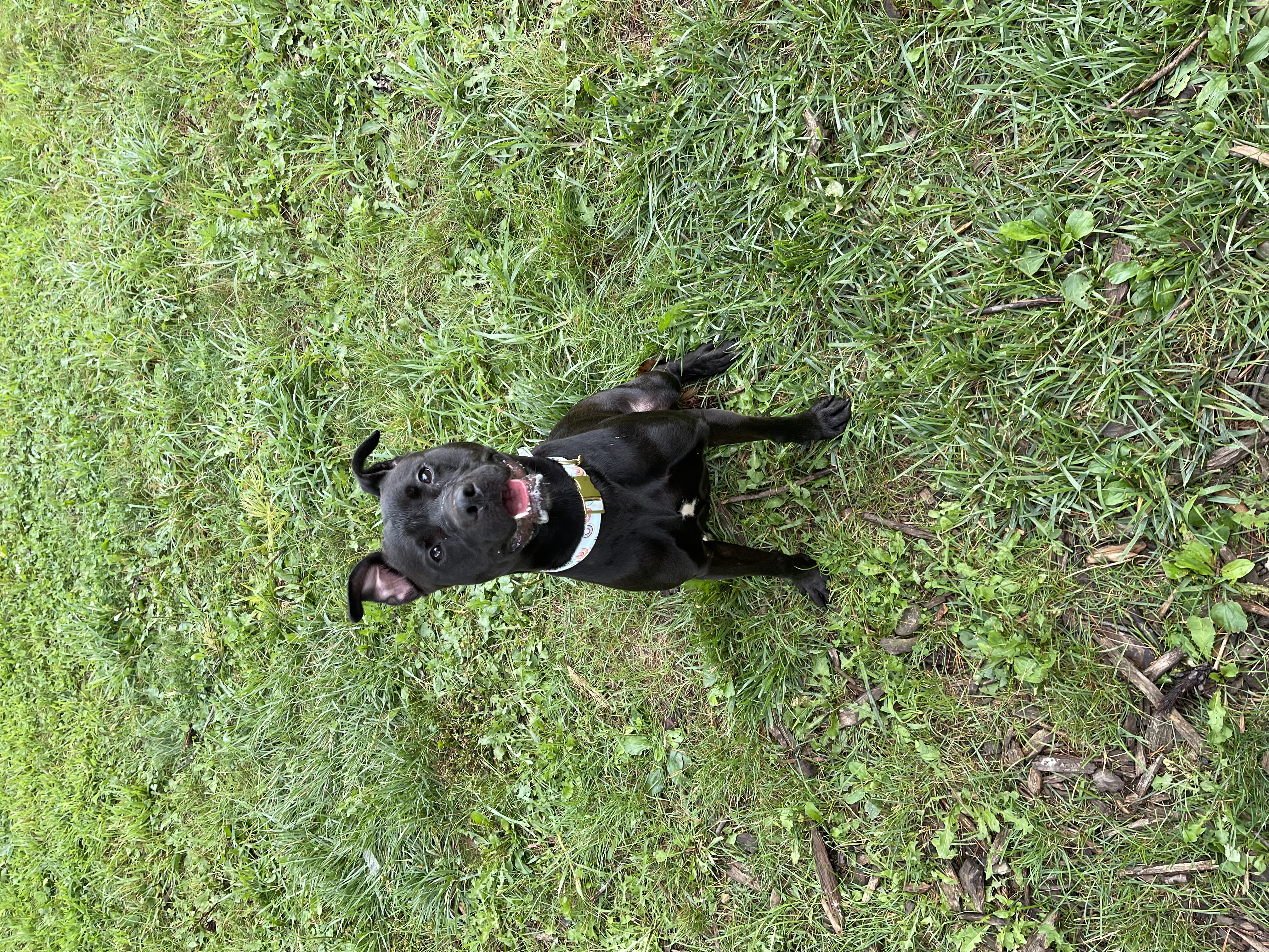 Ellie, a Adoptable mixed breed in Yonkers, NY image 2/6