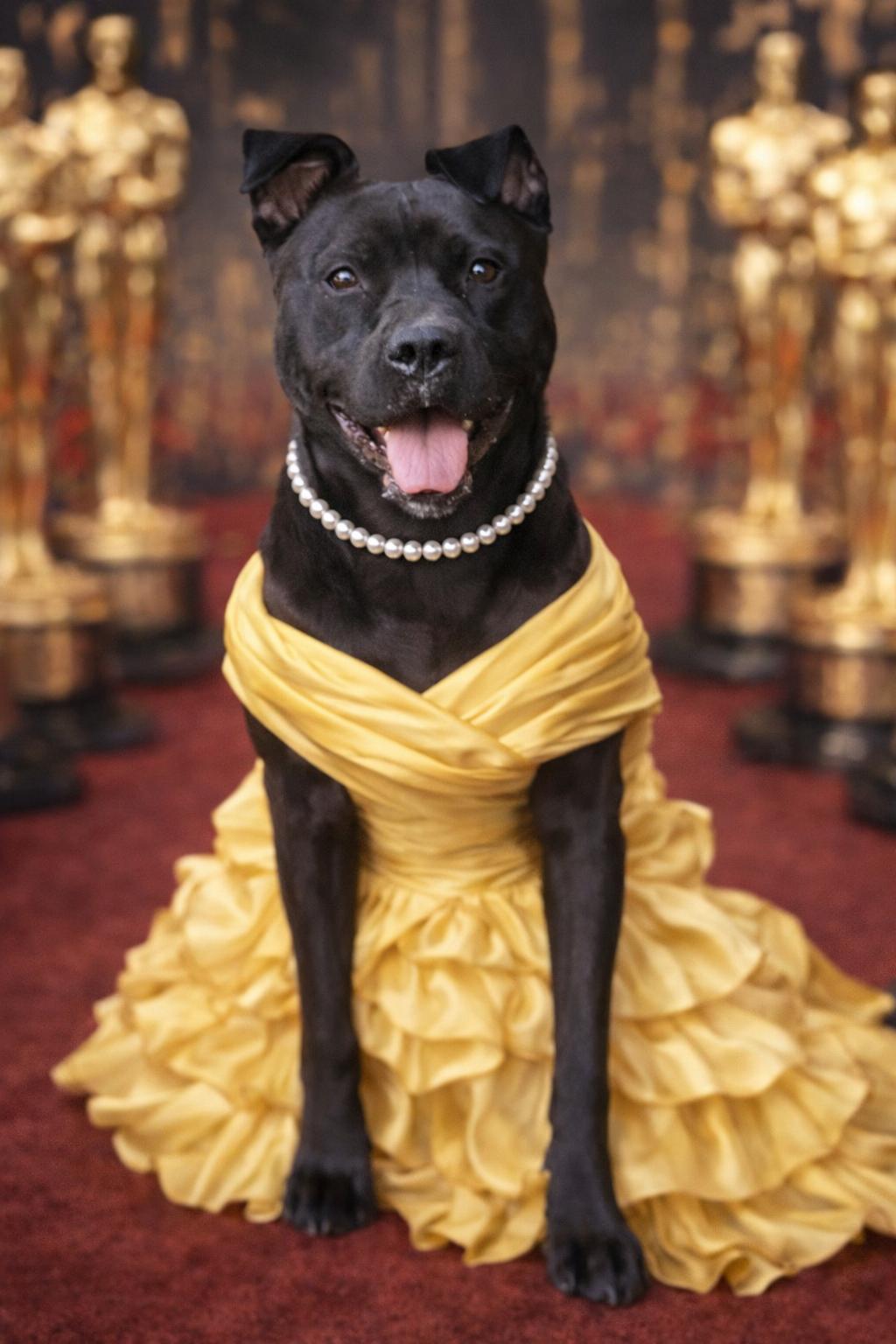 Ellie, Adoptable, Young Female American Staffordshire Terrier & Pit Bull Terrier.