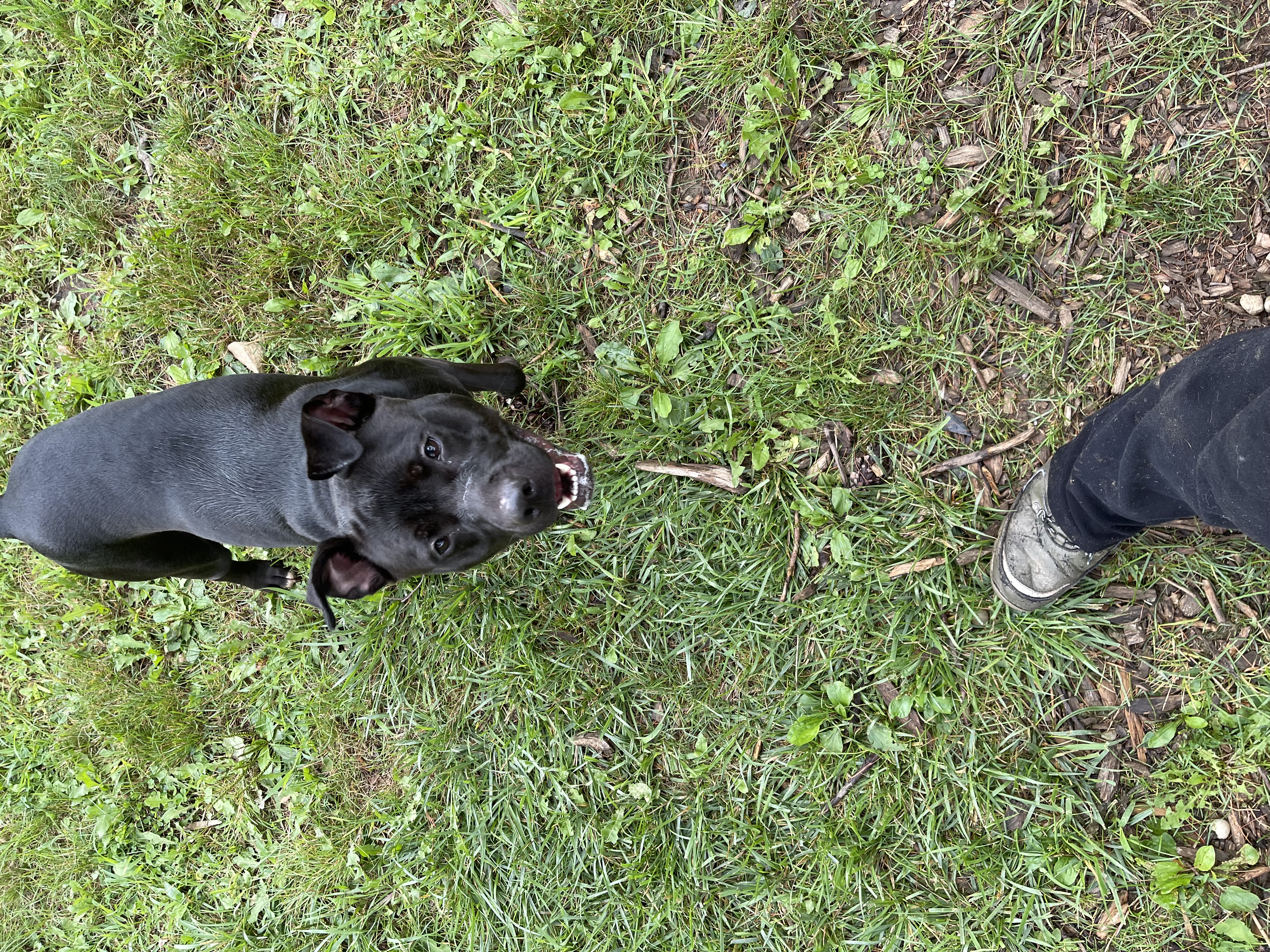 Ellie, a Adoptable mixed breed in Yonkers, NY image 3/6