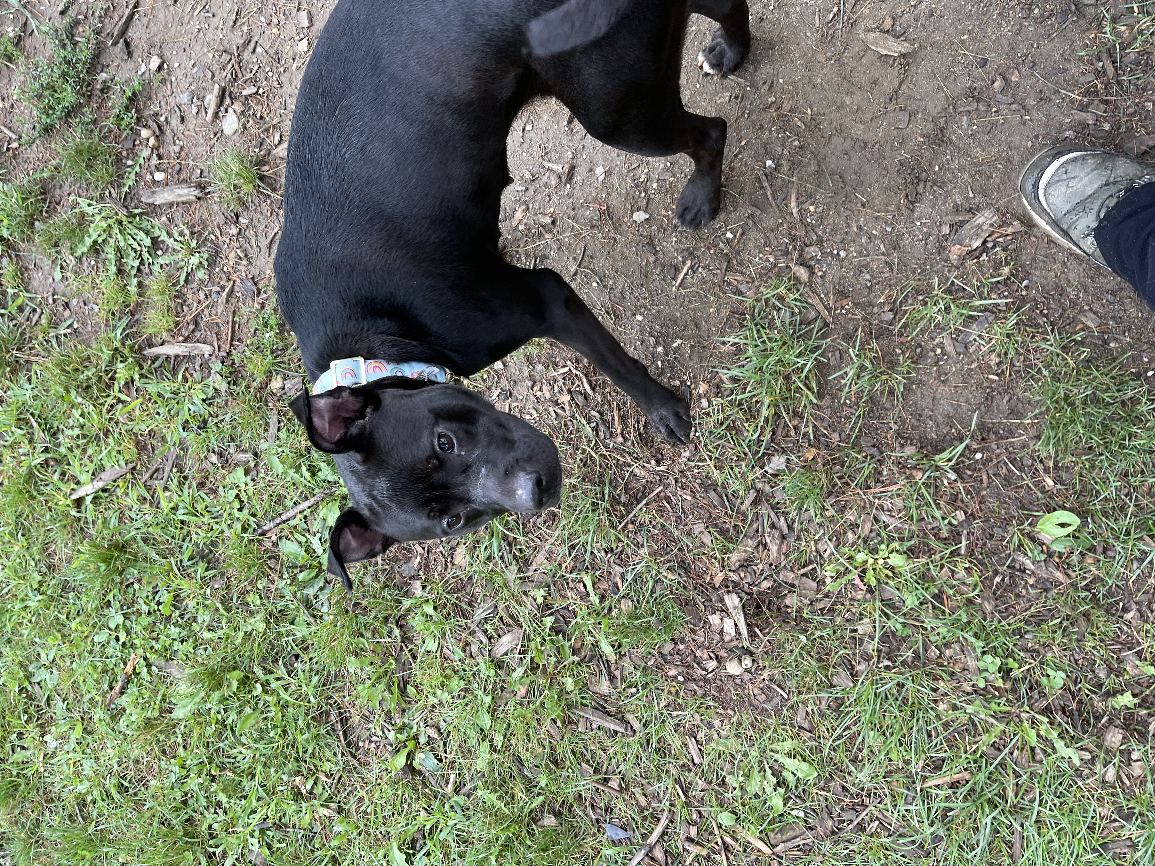 Ellie, a Adoptable mixed breed in Yonkers, NY image 4/6