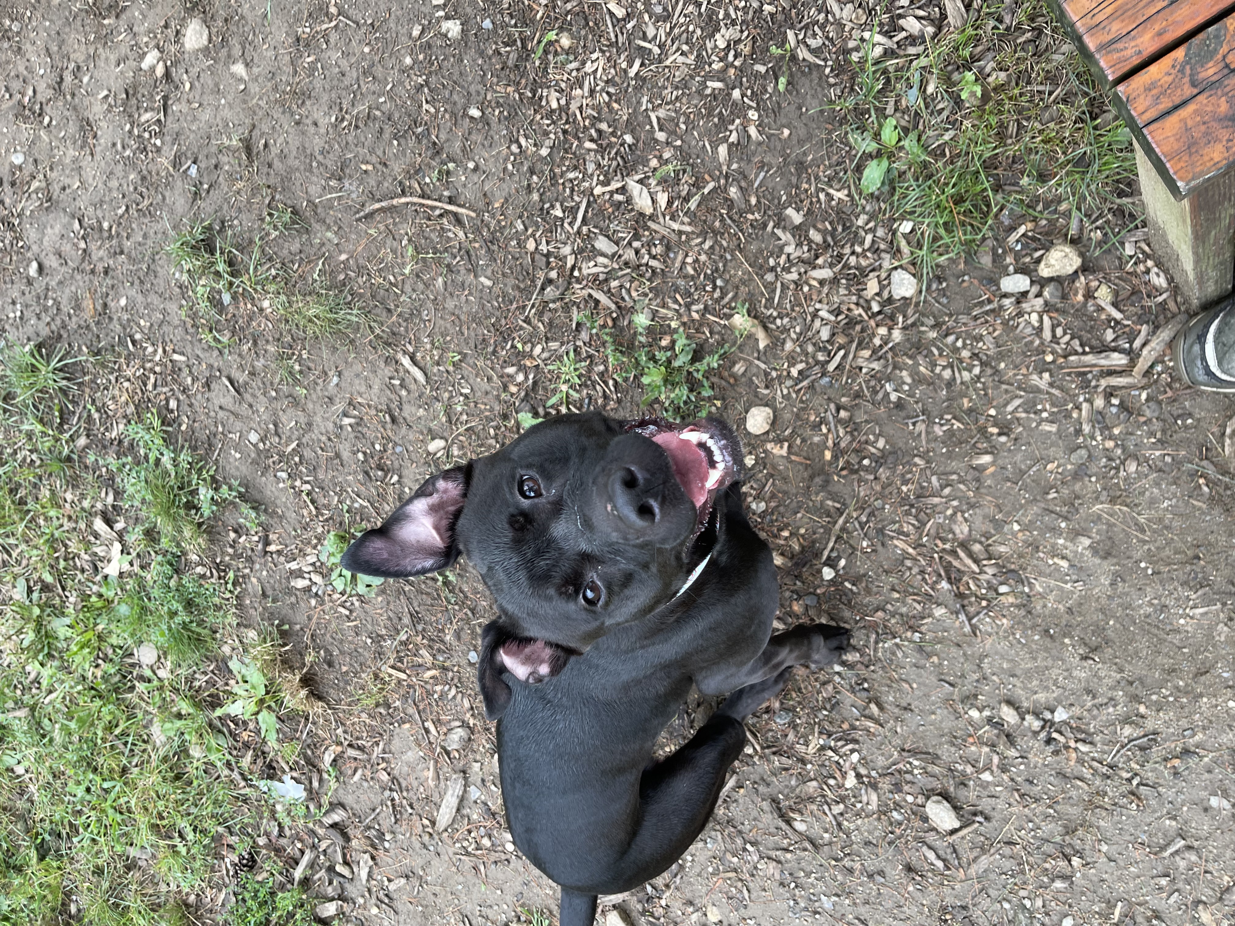 Ellie, a Adoptable mixed breed in Yonkers, NY image 5/6