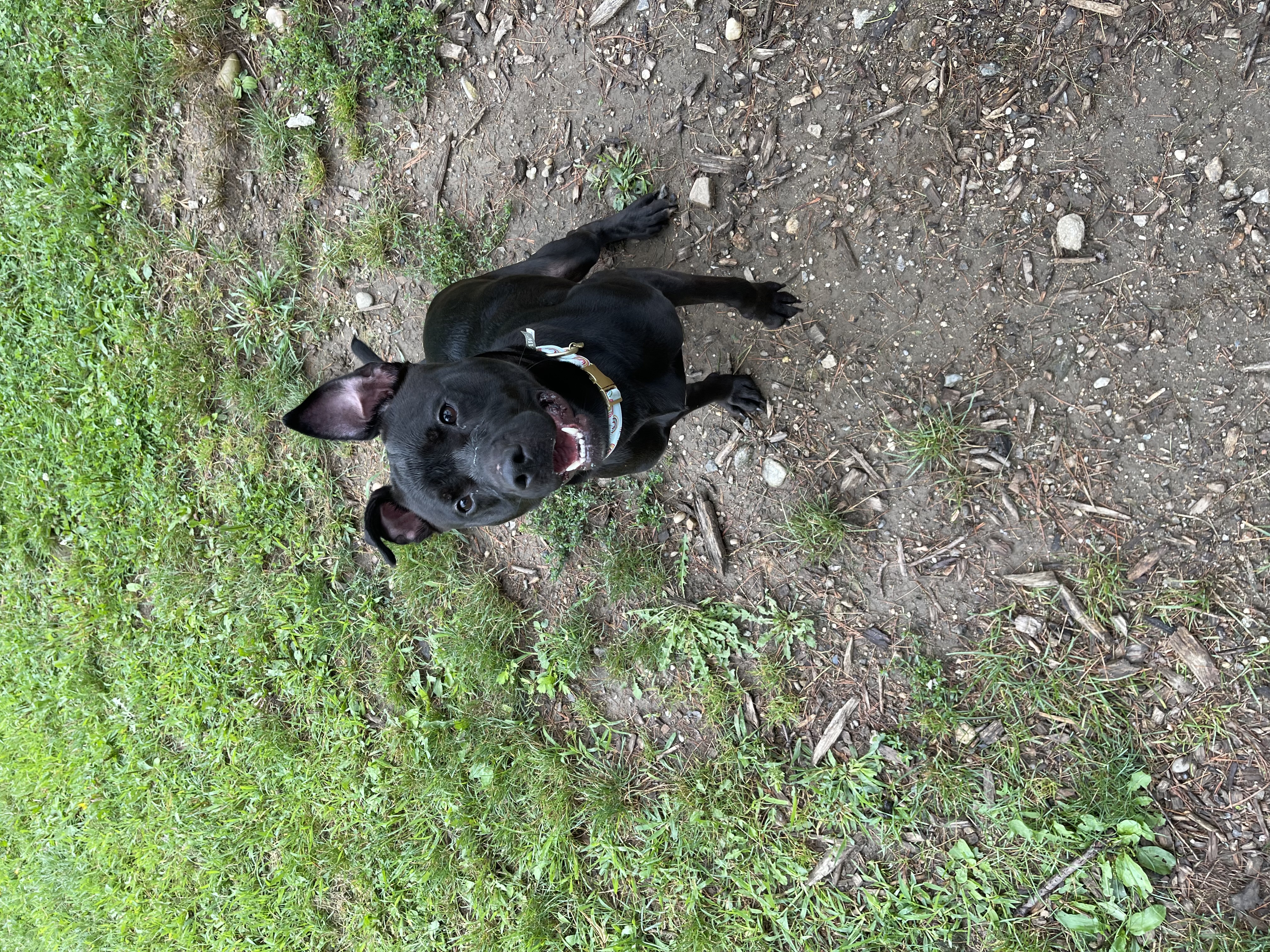 Ellie, a Adoptable mixed breed in Yonkers, NY image 6/6