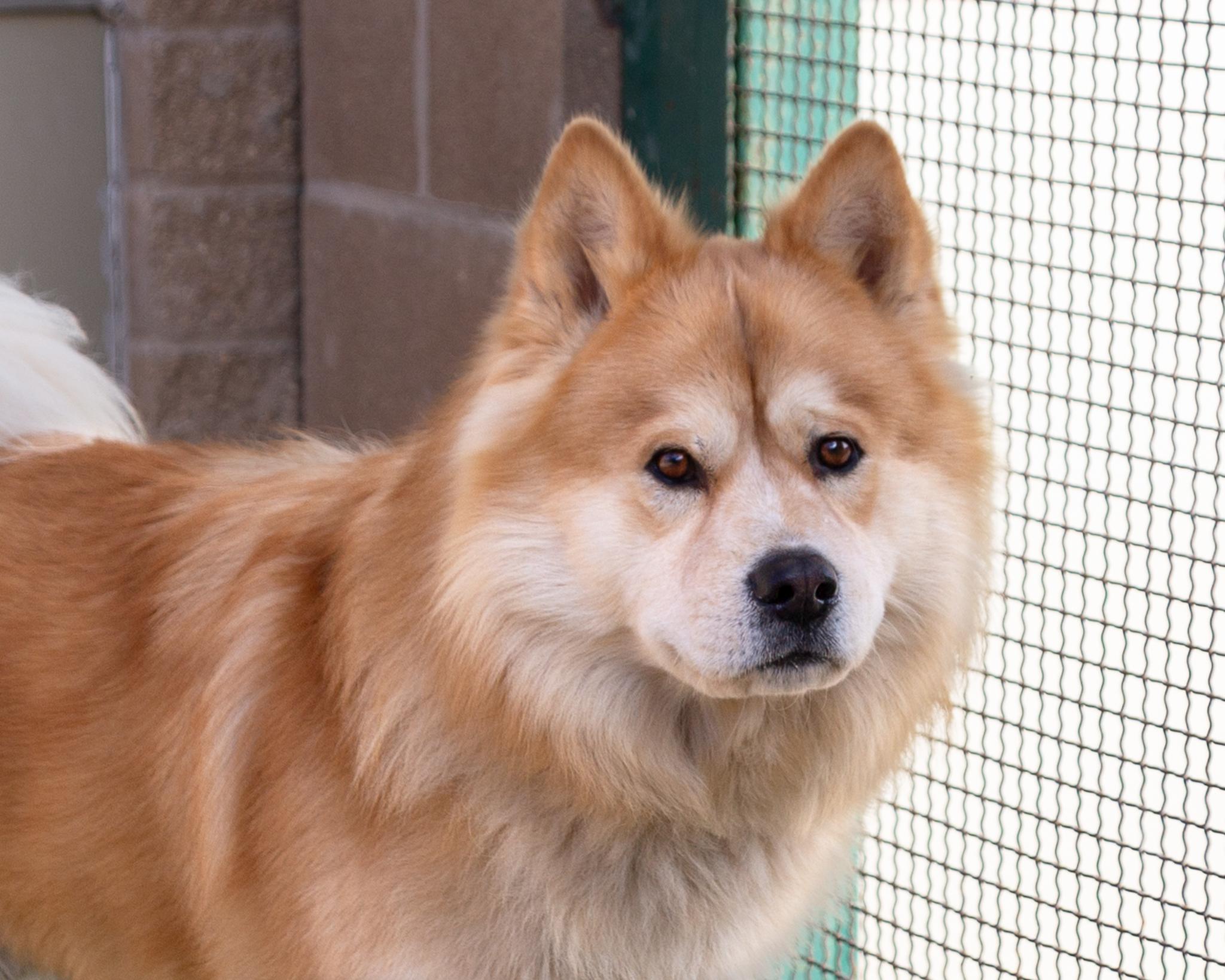 Brian, an adoptable Chow Chow in Winnipeg, MB, R3E 3N8 | Photo Image 1