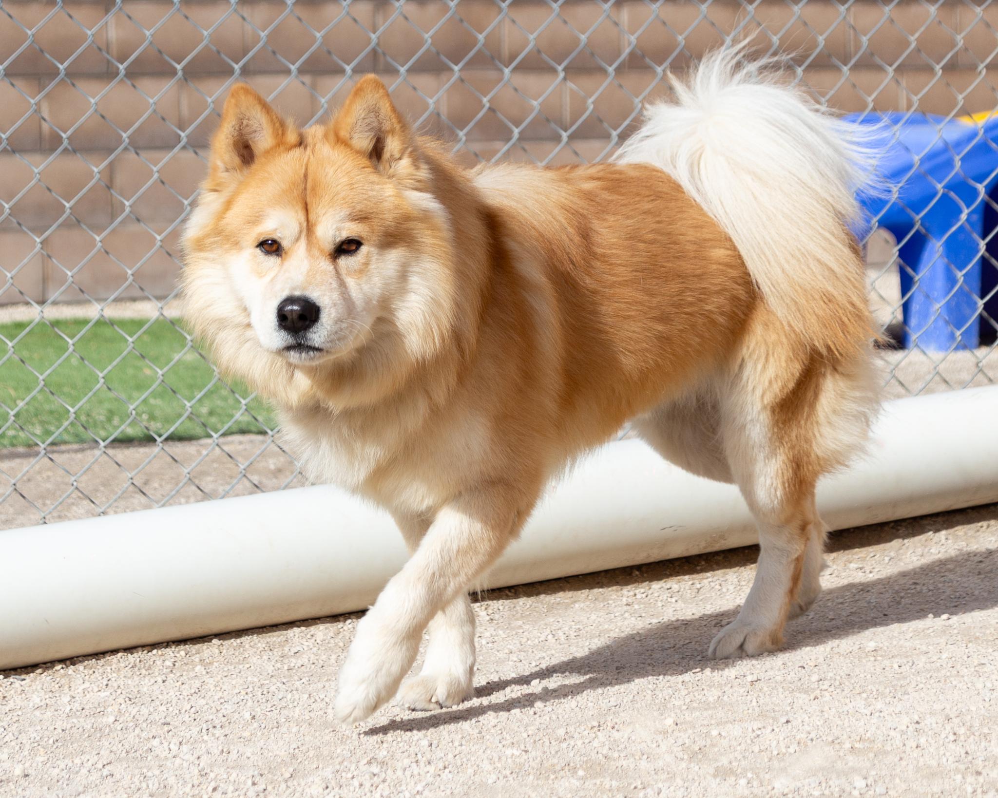 Brian, an adoptable Chow Chow in Winnipeg, MB, R3E 3N8 | Photo Image 2