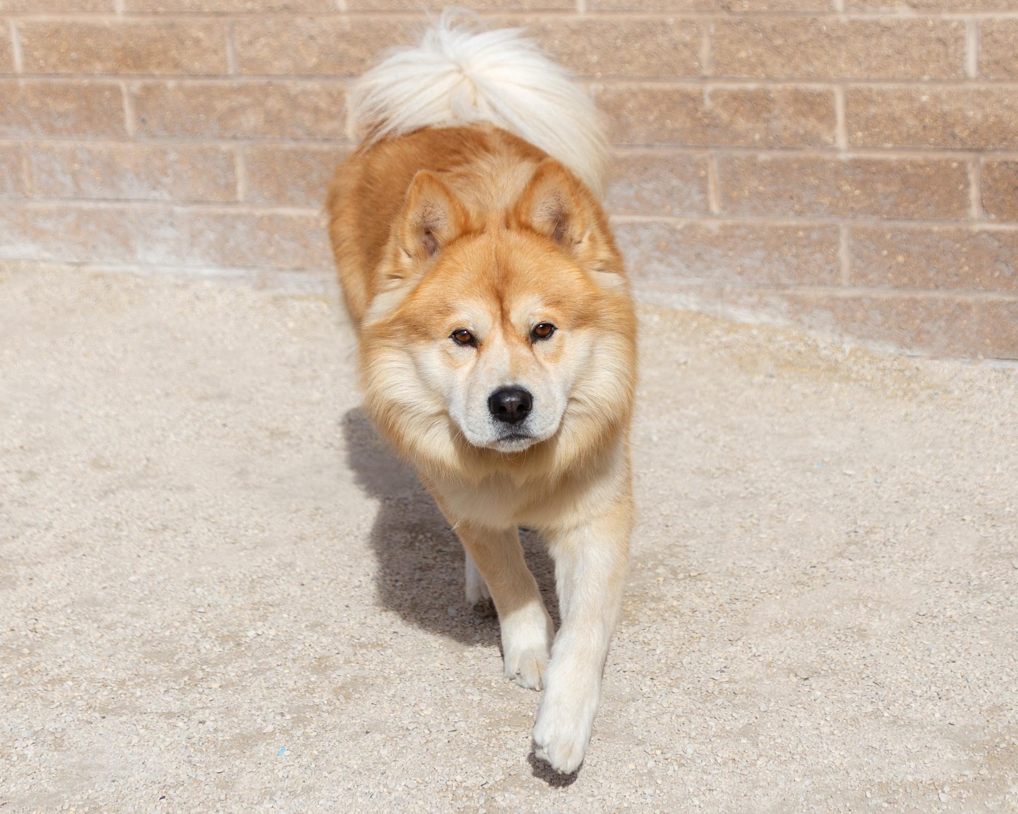 Brian, an adoptable Chow Chow in Winnipeg, MB, R3E 3N8 | Photo Image 3