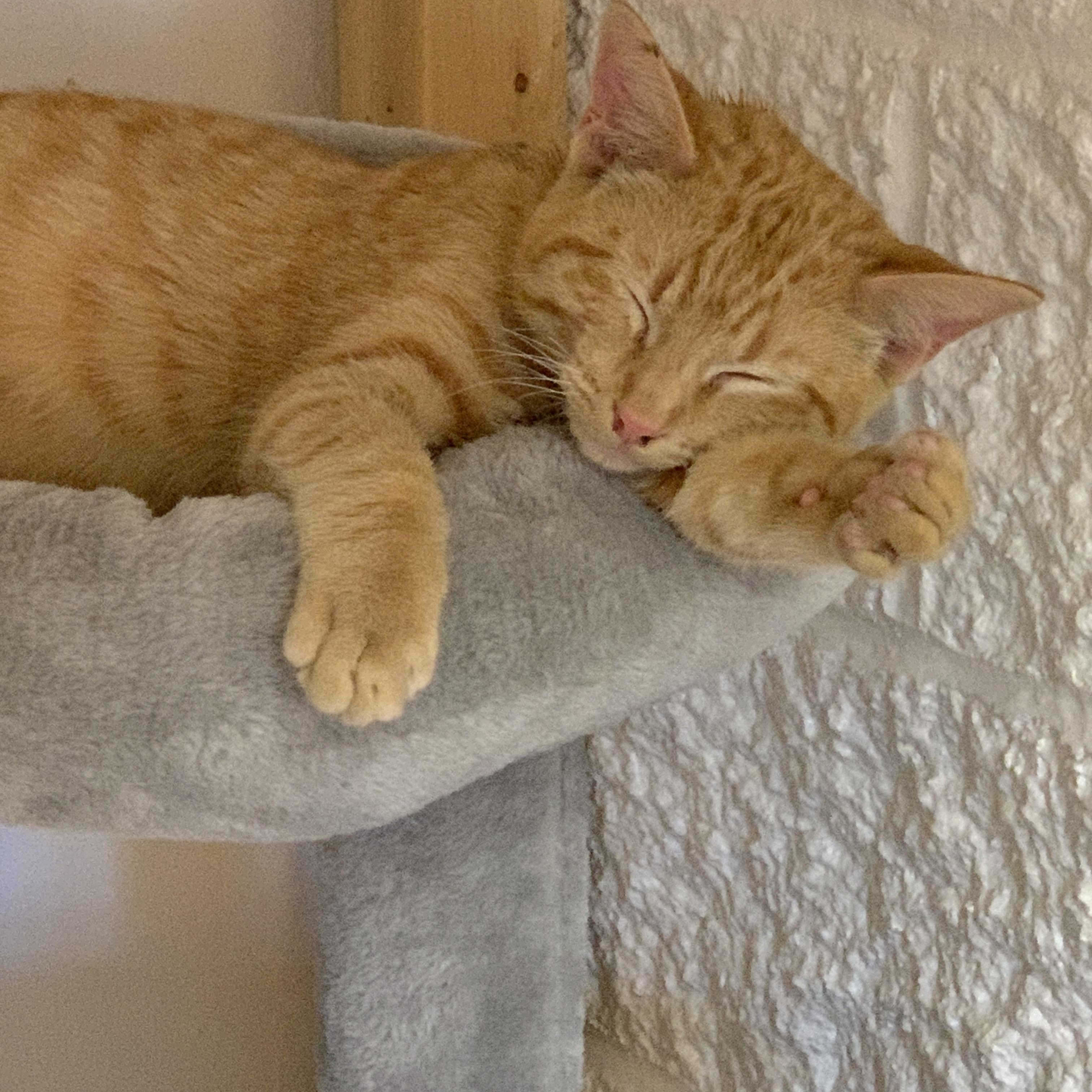 Rufus, a ADOPTABLE Domestic Short Hair in Saint Charles, MO image 2/2