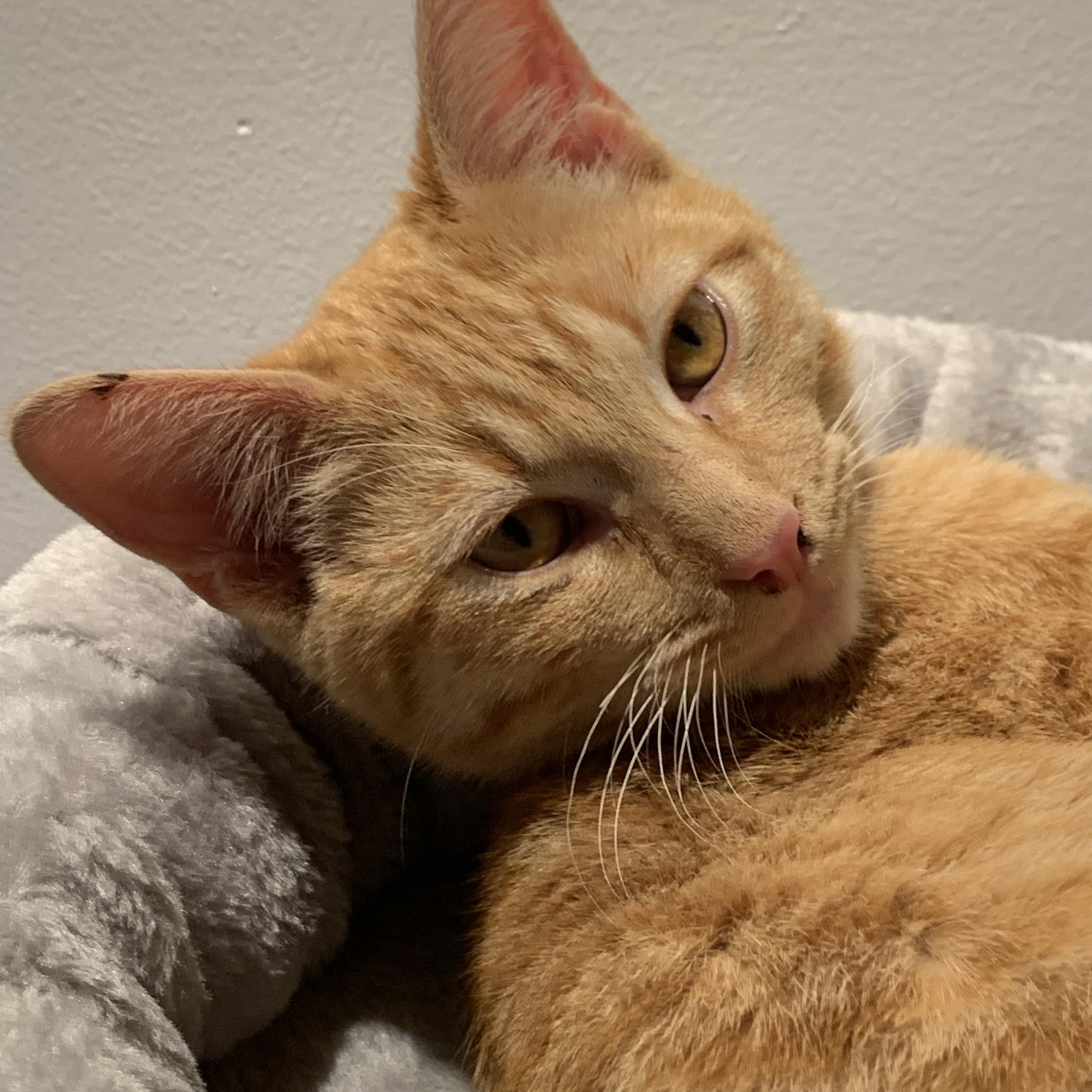 Rufus, ADOPTABLE, Young Male Domestic Short Hair.
