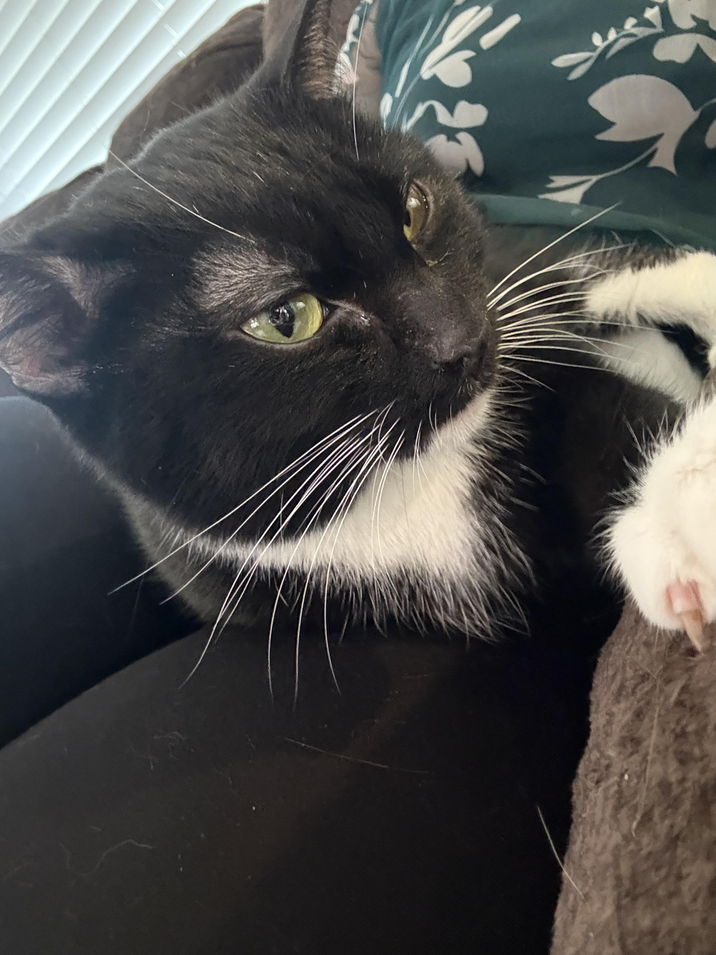 Athena, an adoptable Domestic Short Hair in Oceanside, CA image 5/5
