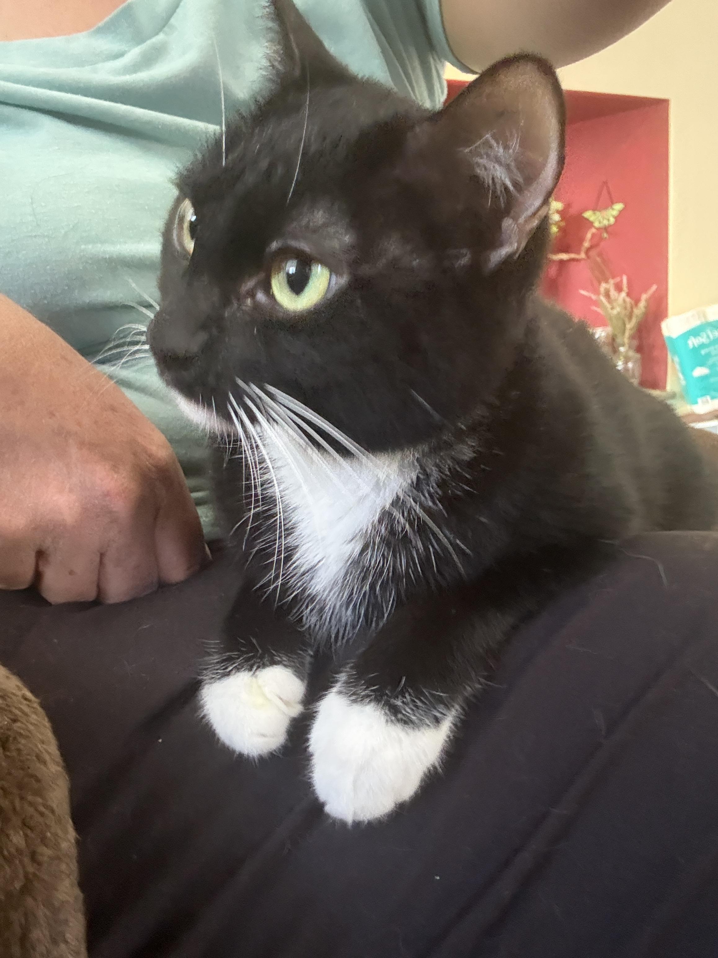 Athena, an adoptable Domestic Short Hair in Oceanside, CA image 4/5
