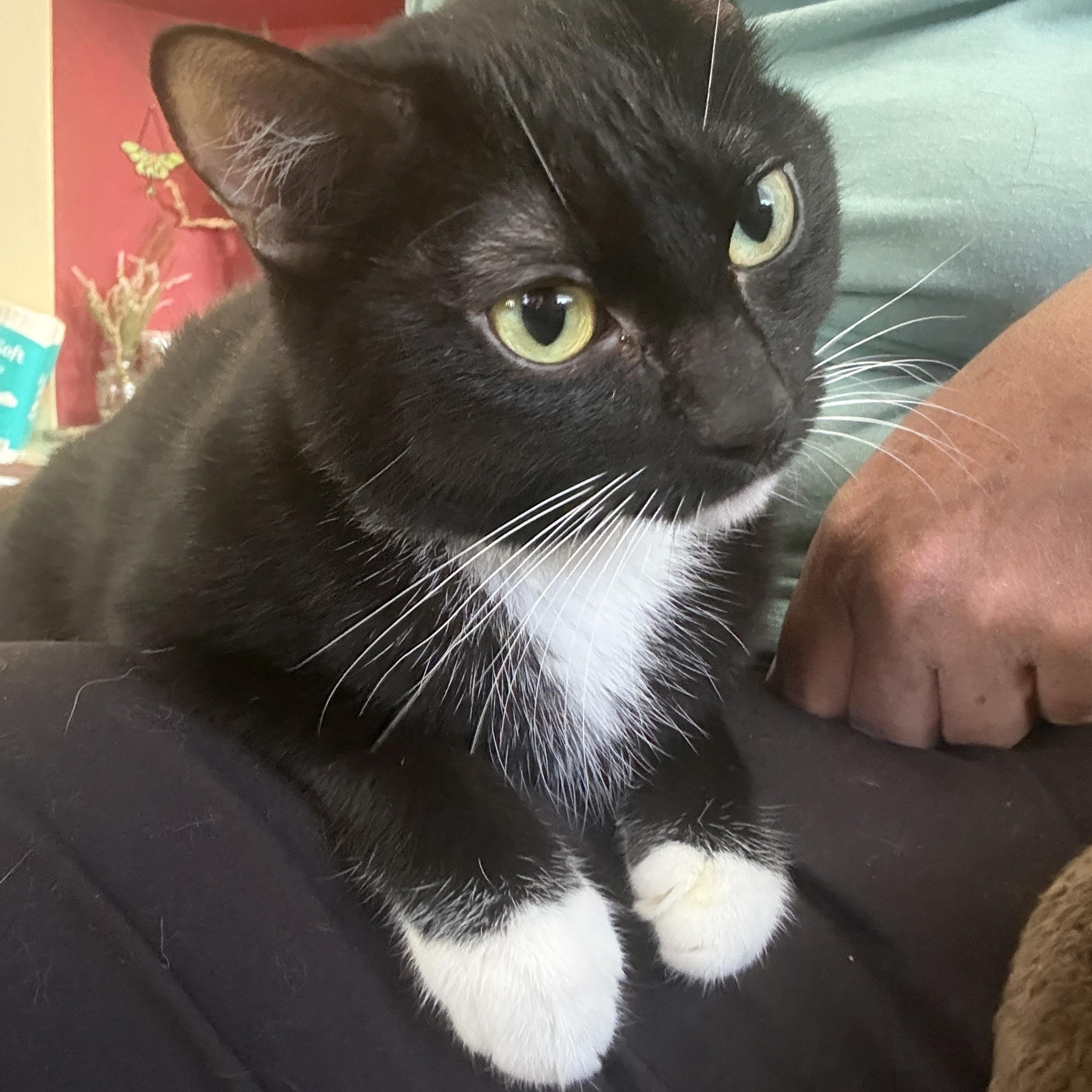 Athena, adoptable, Adult Female Domestic Short Hair.