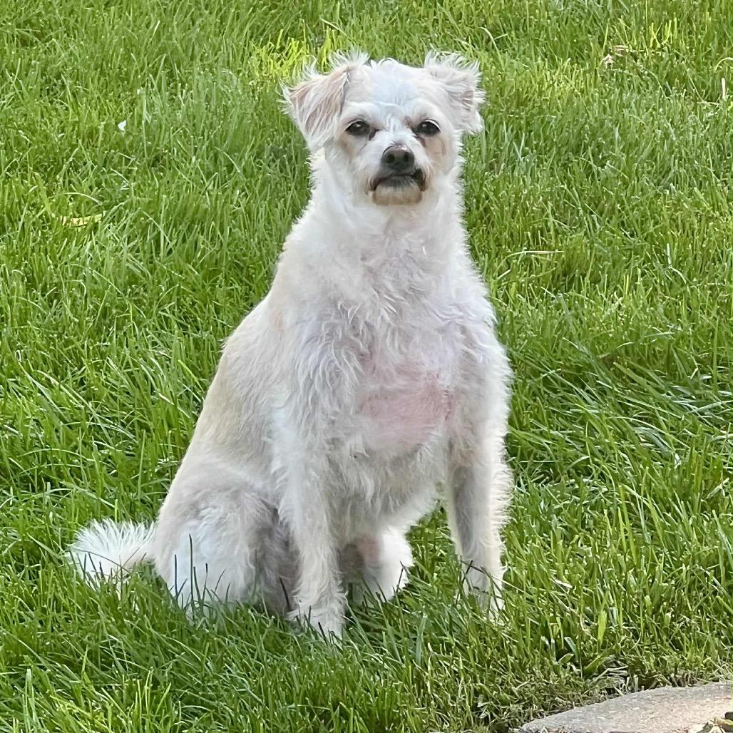 Brandy, Adoptable, Senior Female Terrier & Chihuahua.