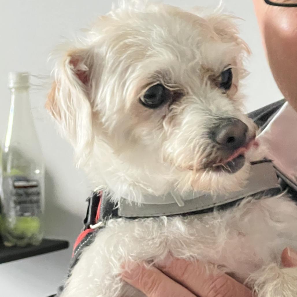 Enlarge Brandy, a Adoptable mixed breed in Olathe, KS image 2/6