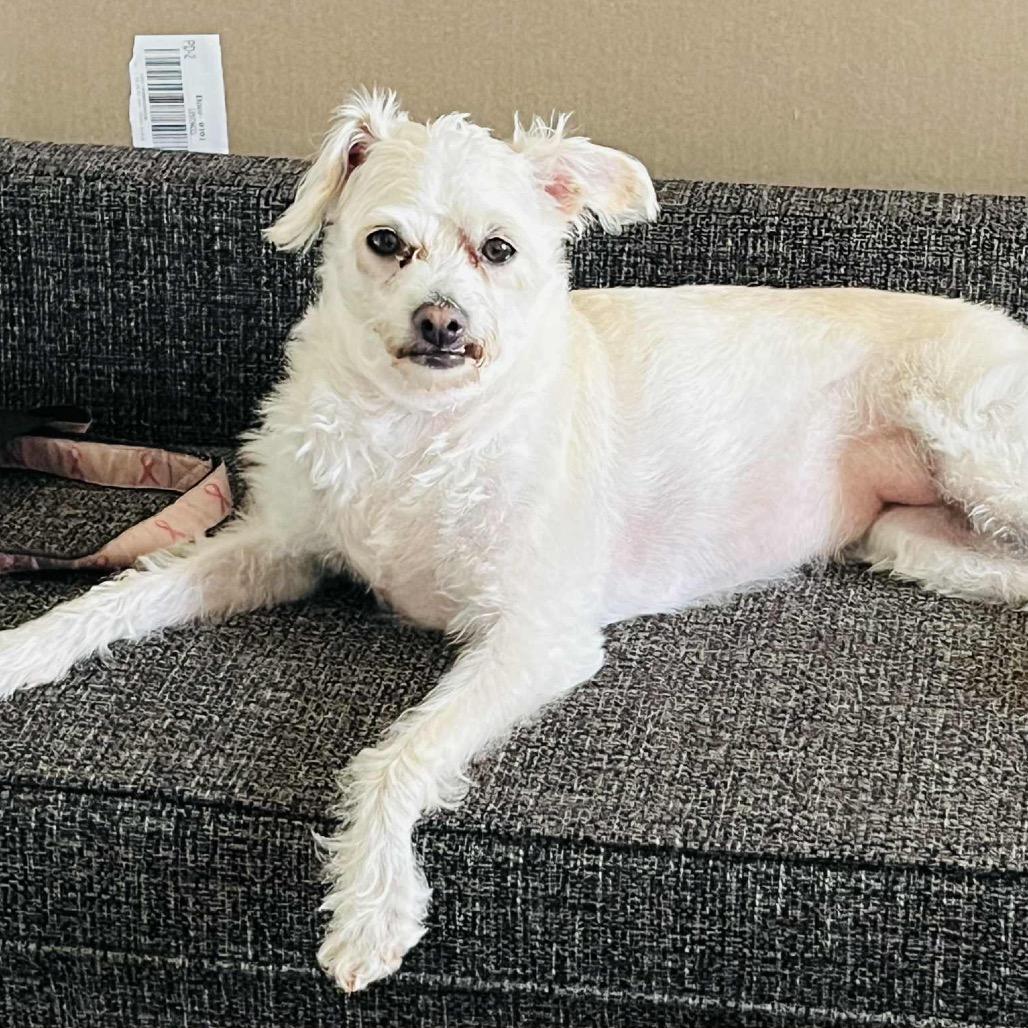 Enlarge Brandy, a Adoptable mixed breed in Olathe, KS image 3/6