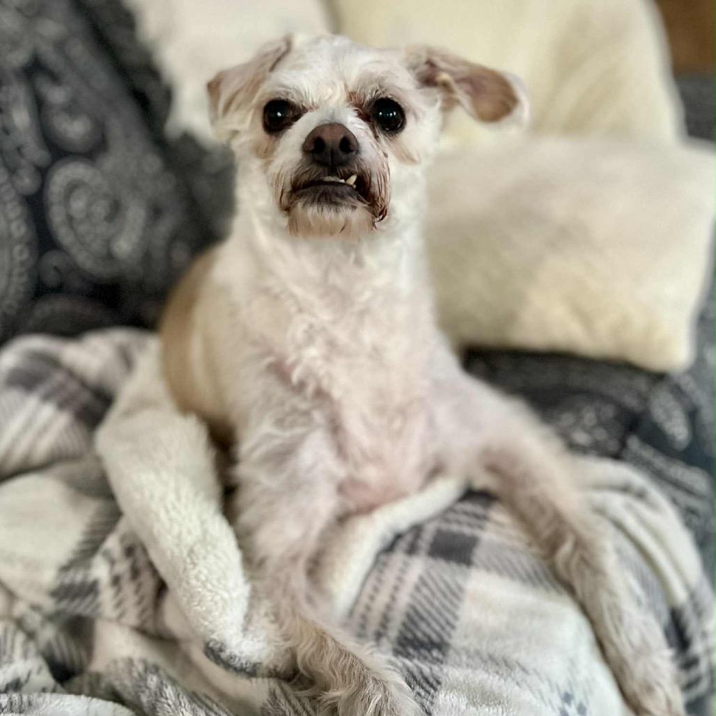 Enlarge Brandy, a Adoptable mixed breed in Olathe, KS image 5/6