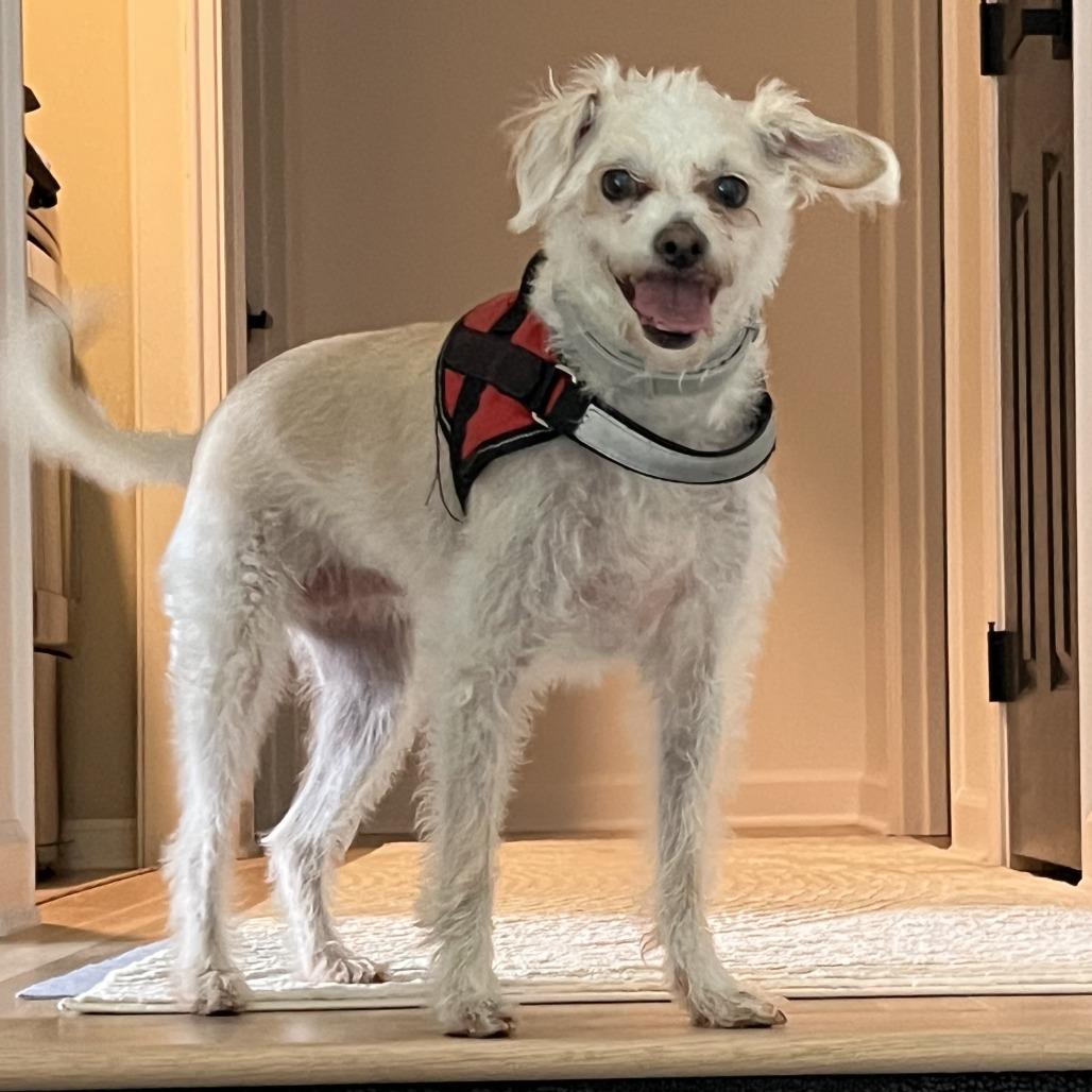 Enlarge Brandy, a Adoptable mixed breed in Olathe, KS image 6/6