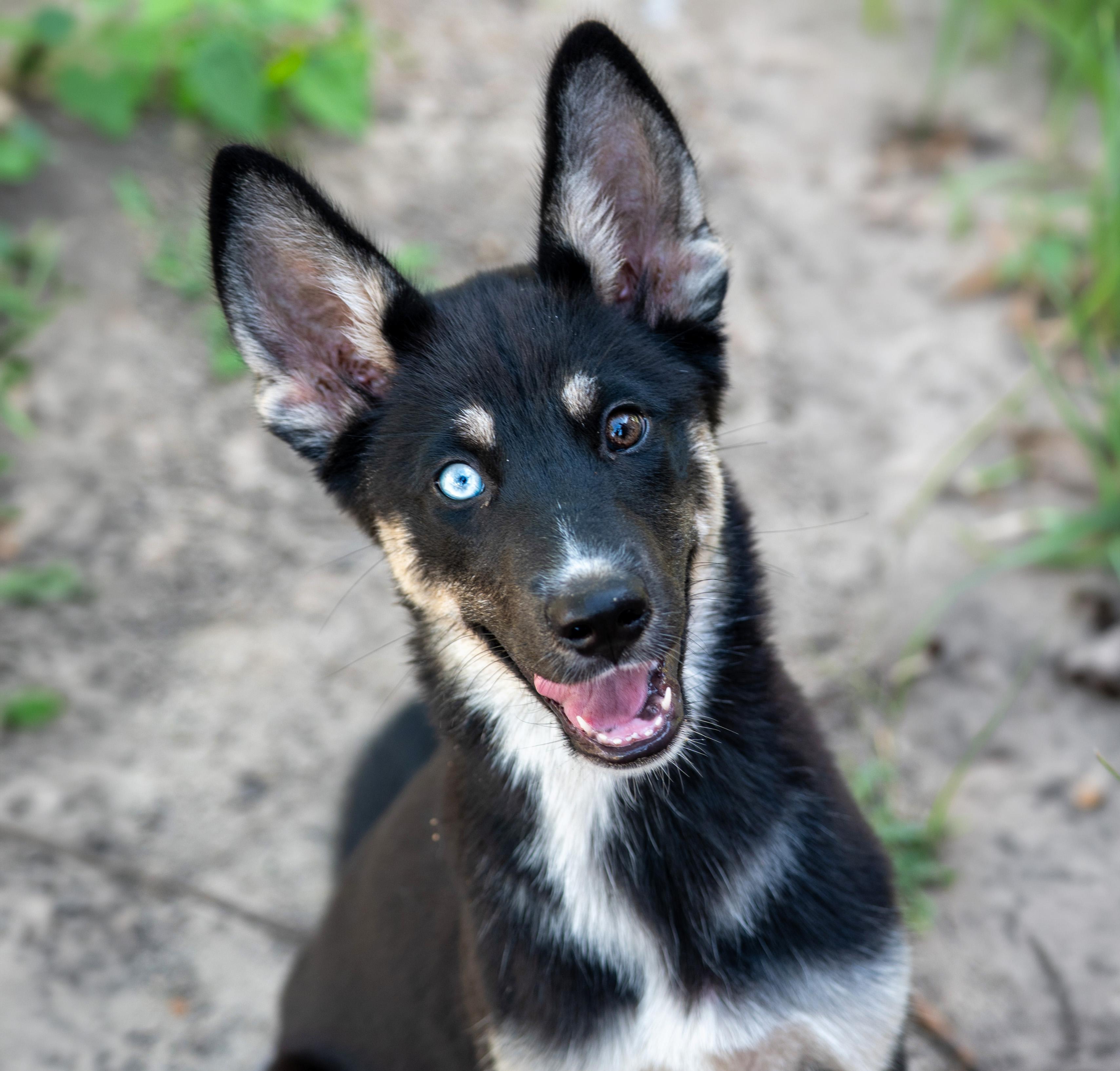 Dory, adopted, Puppy Female Mixed Breed.