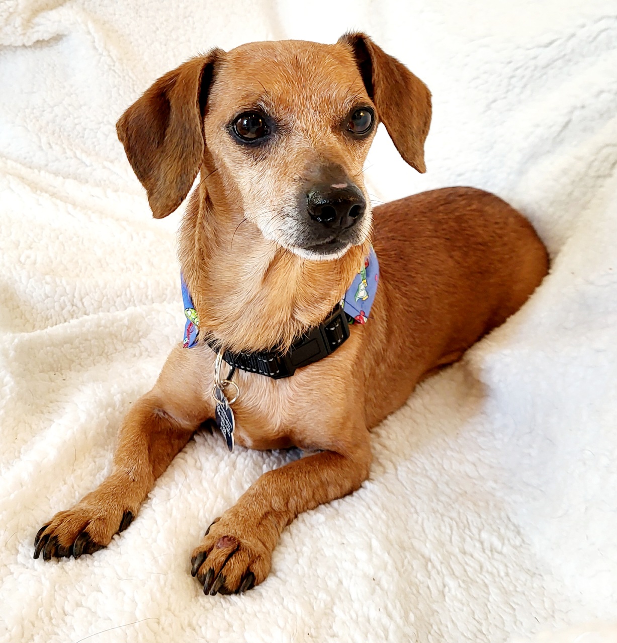 Enlarge BISCUIT, an adoptable mixed breed in Barium Springs, NC image 3/4