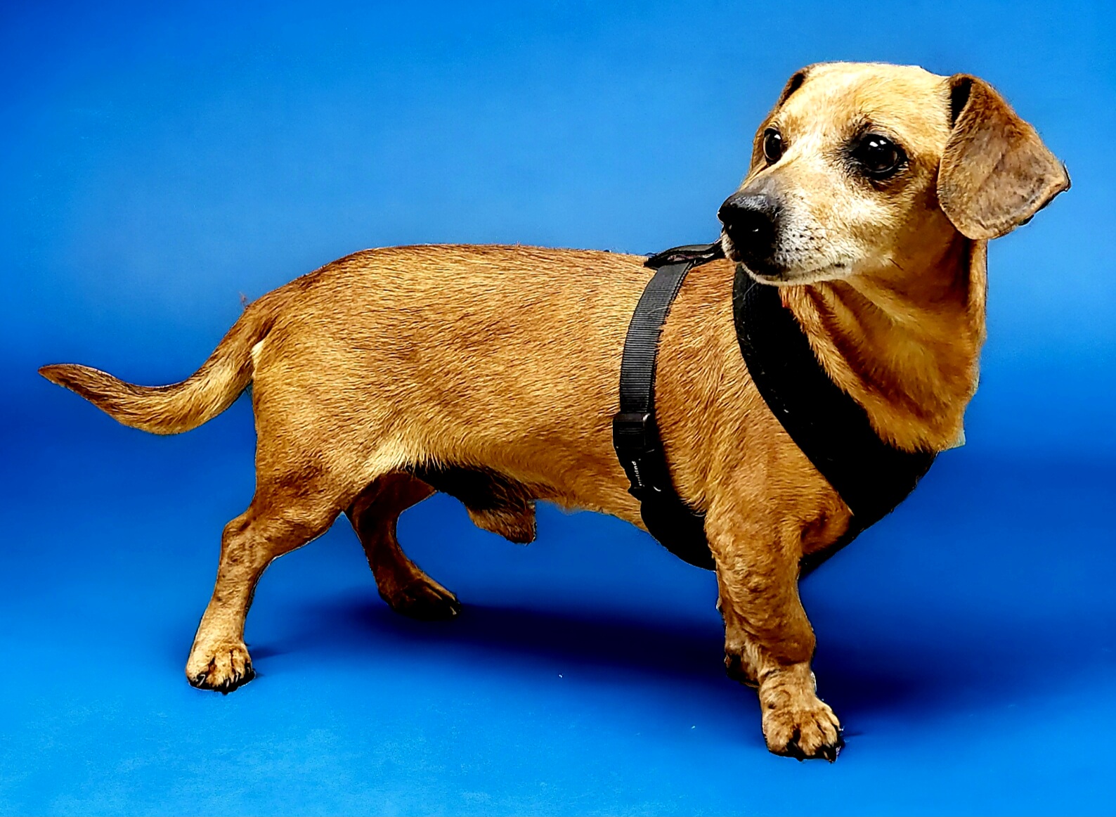 Enlarge BISCUIT, an adoptable mixed breed in Barium Springs, NC image 2/4