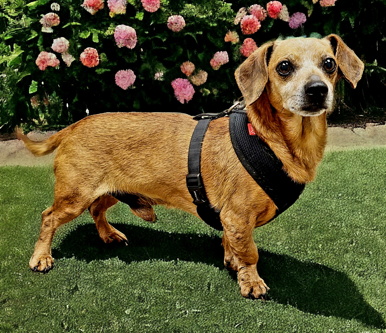 Enlarge BISCUIT, an adoptable mixed breed in Barium Springs, NC image 4/4