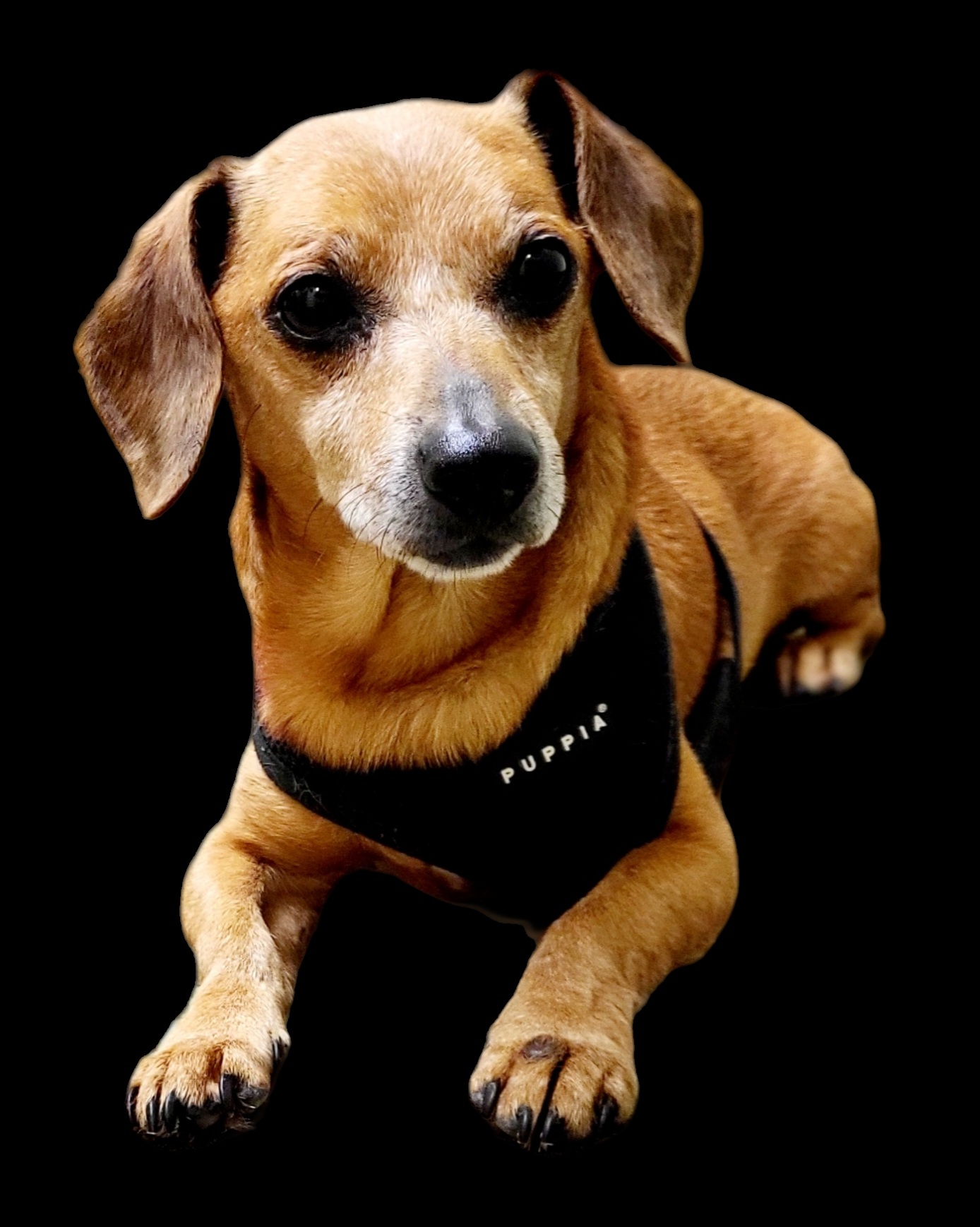 BISCUIT, adoptable, Senior Male Dachshund & Chihuahua.