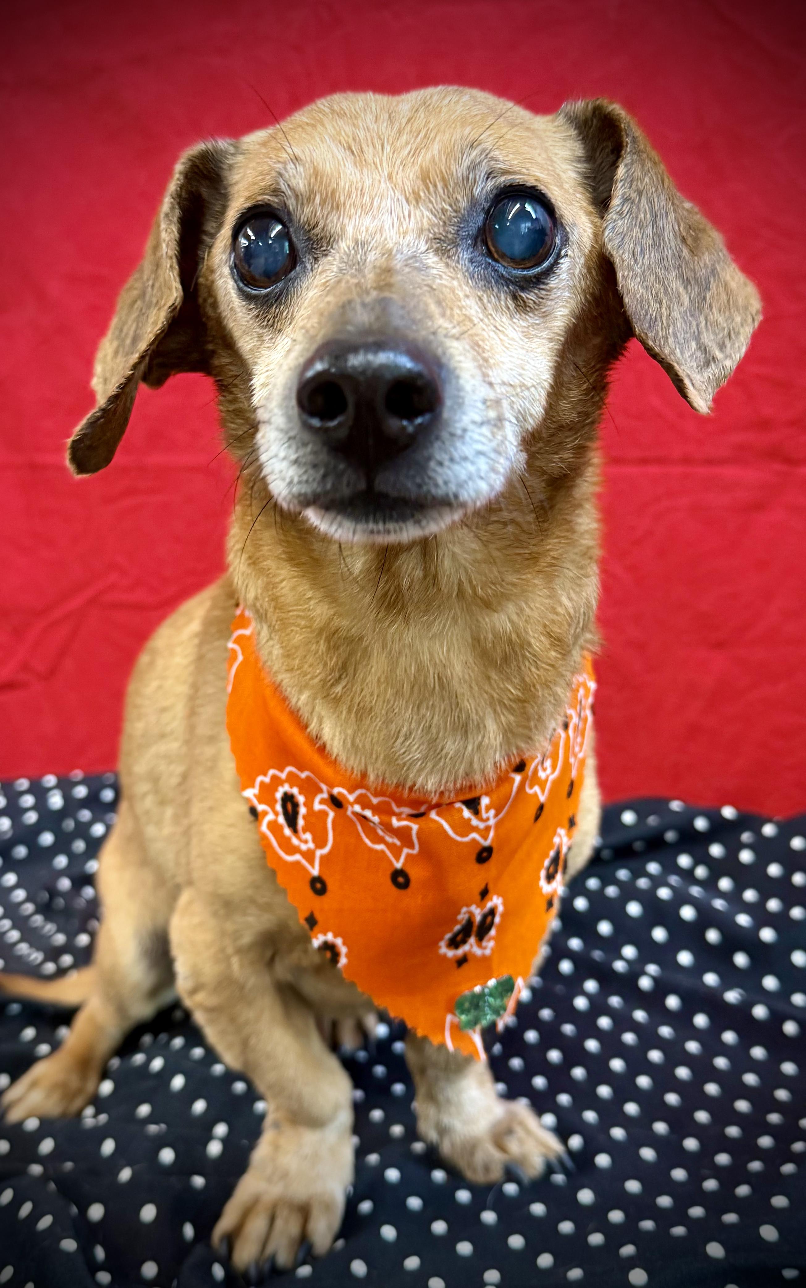 Enlarge BISCUIT, a Adoptable mixed breed in Barium Springs, NC image 2/6