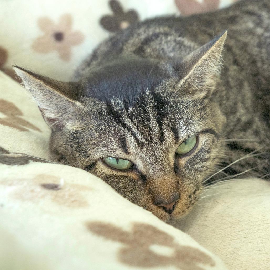 Myra, a Adoptable Domestic Short Hair in Chapel Hill, NC image 1/3