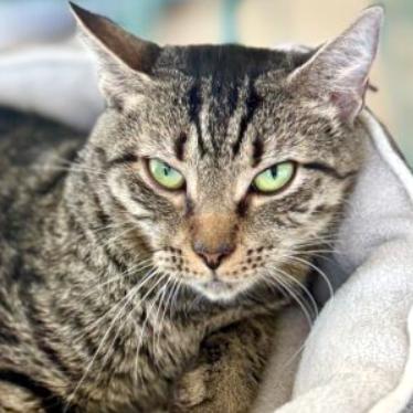 Myra, Adoptable, Adult Female Domestic Short Hair.