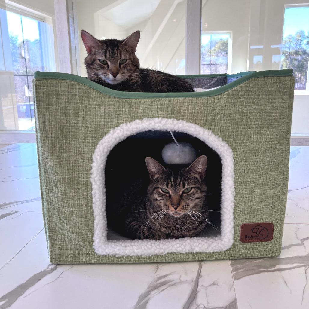 Myra, a Adoptable Domestic Short Hair in Chapel Hill, NC image 2/3