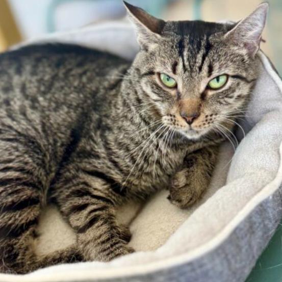 Myra, a Adoptable Domestic Short Hair in Chapel Hill, NC image 3/3