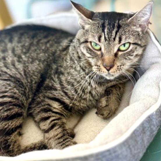 Myra, a Adoptable Domestic Short Hair in Chapel Hill, NC image 3/3