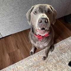 Dax, a ADOPTABLE Labrador Retriever in Indianapolis, IN image 2/3
