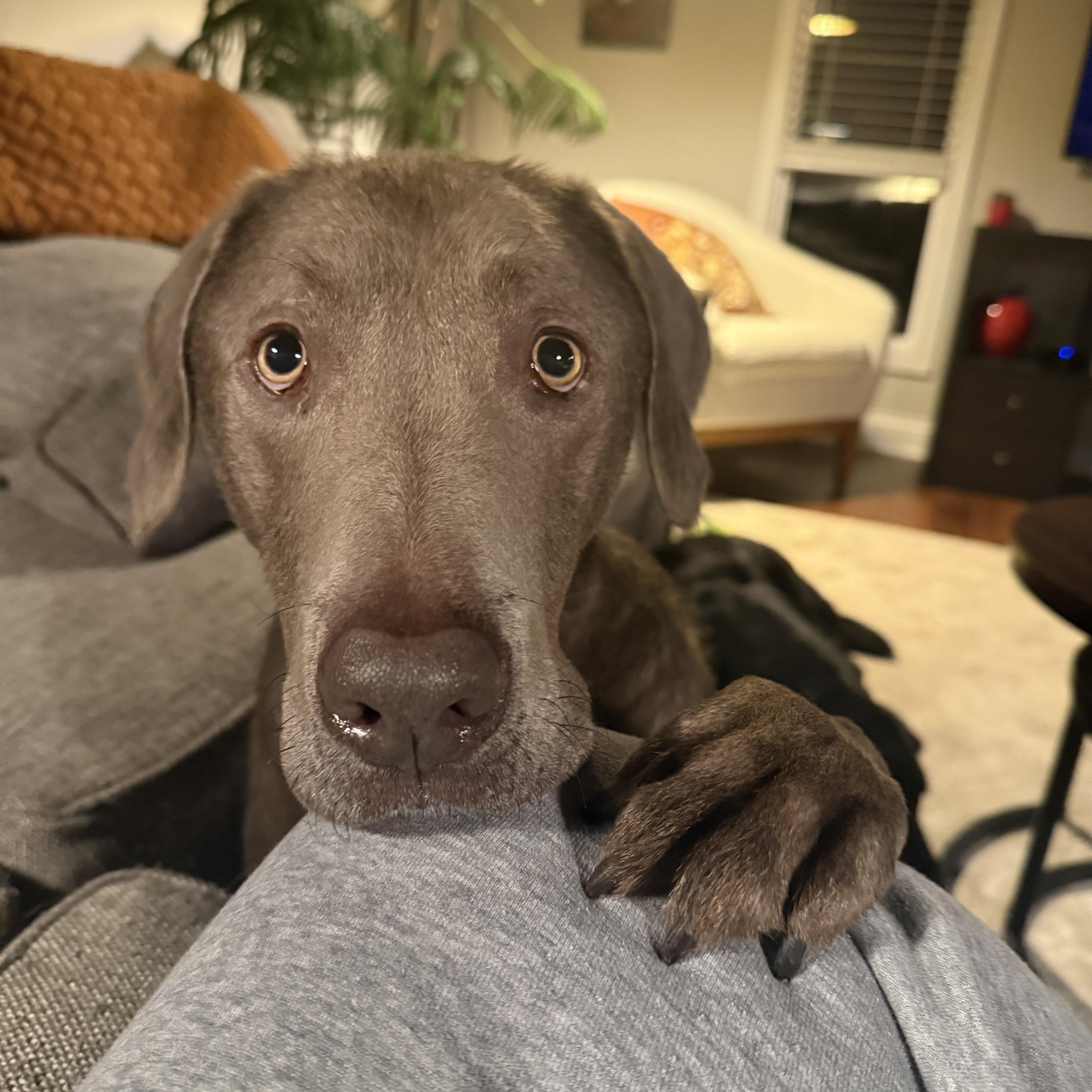 Dax, ADOPTABLE, Adult Male Labrador Retriever.