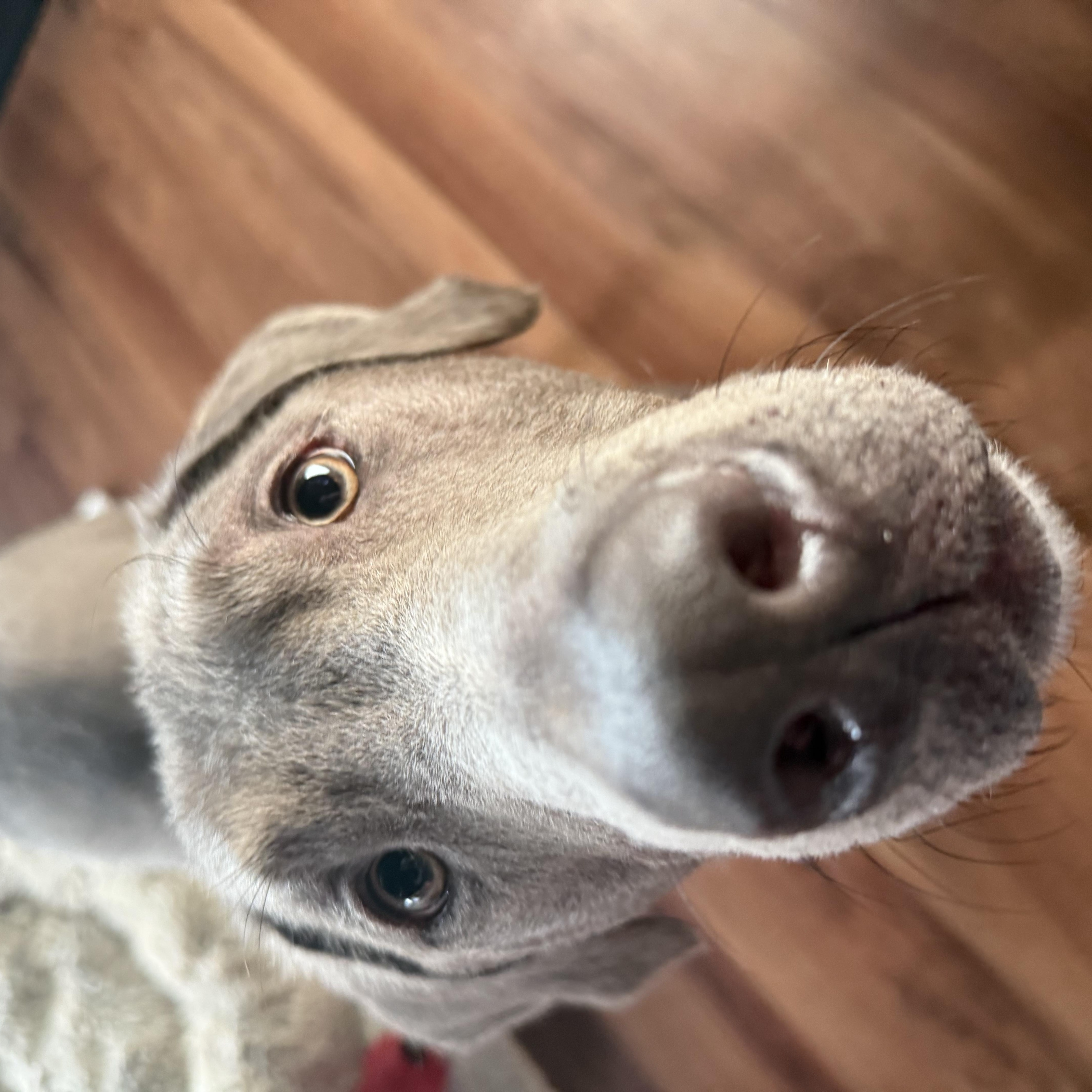 Dax, a ADOPTABLE Labrador Retriever in Indianapolis, IN image 3/3