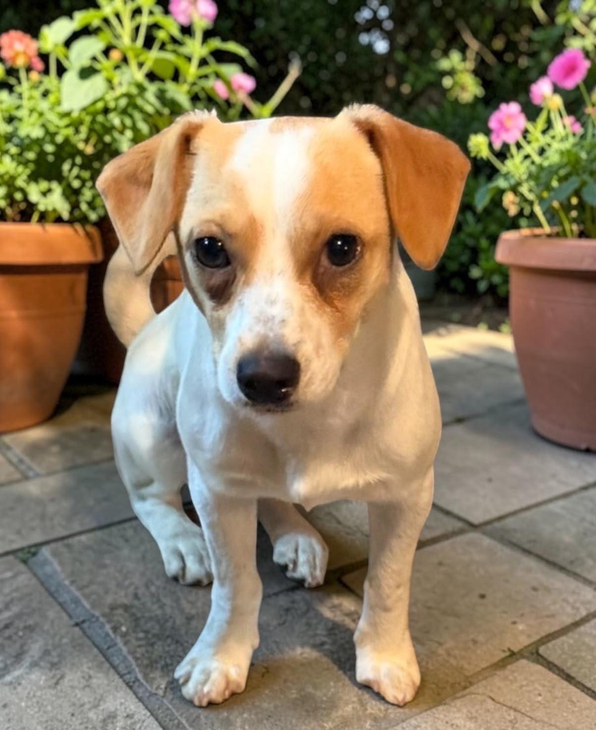 Thor, Adoptable, Puppy Male Chiweenie.