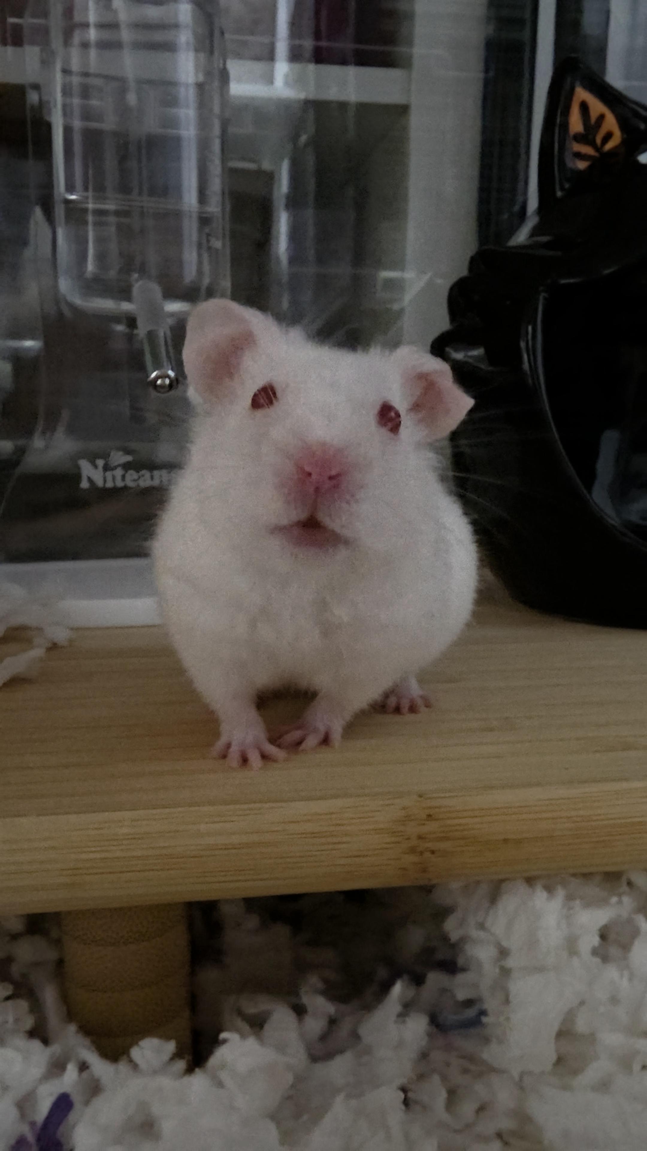 Enlarge Leo, a ADOPTABLE Hamster in Santa Ana, CA image 1/1
