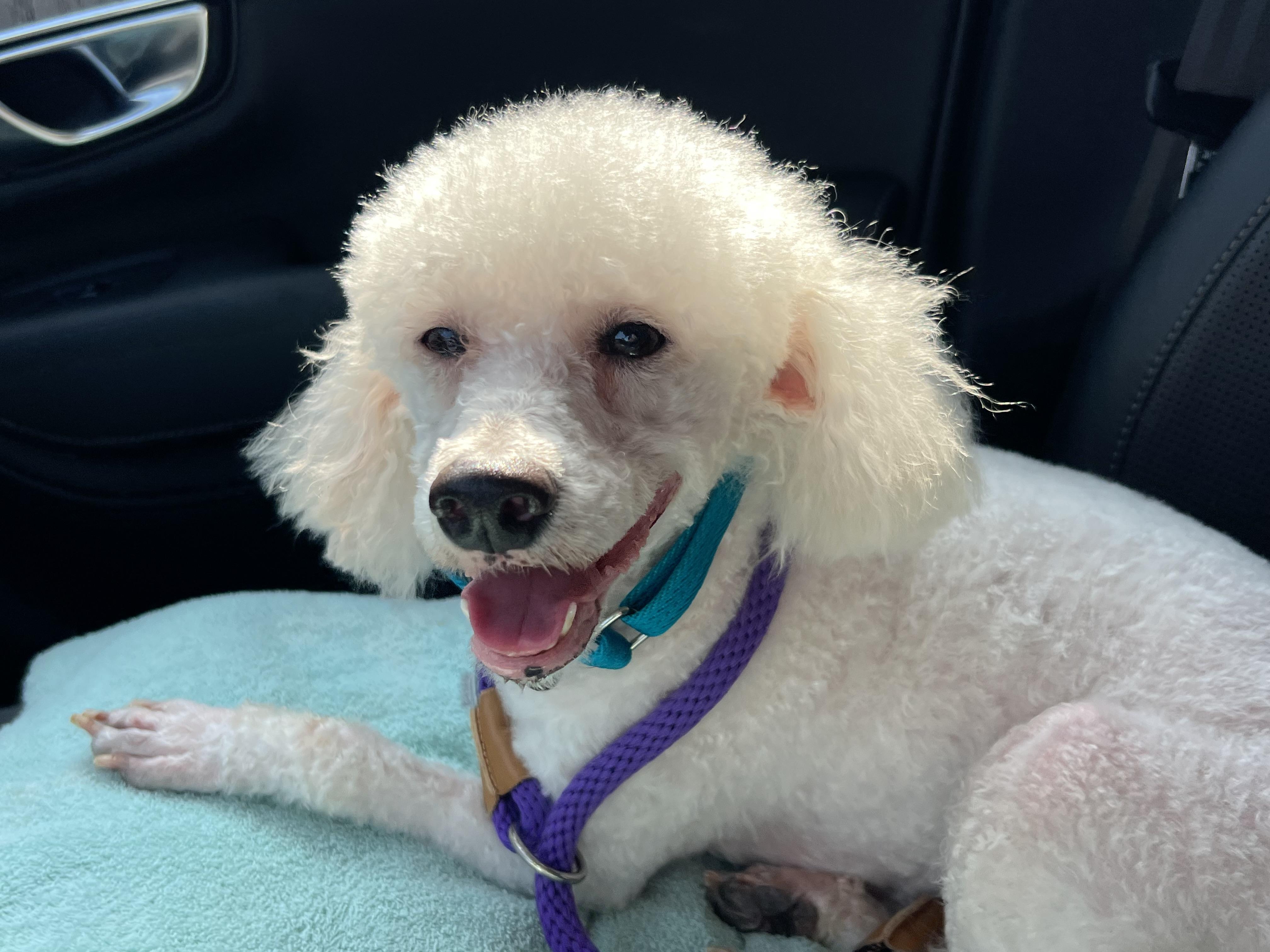 Enlarge Finian, a Adoptable Miniature Poodle in Bellaire, TX image 6/6