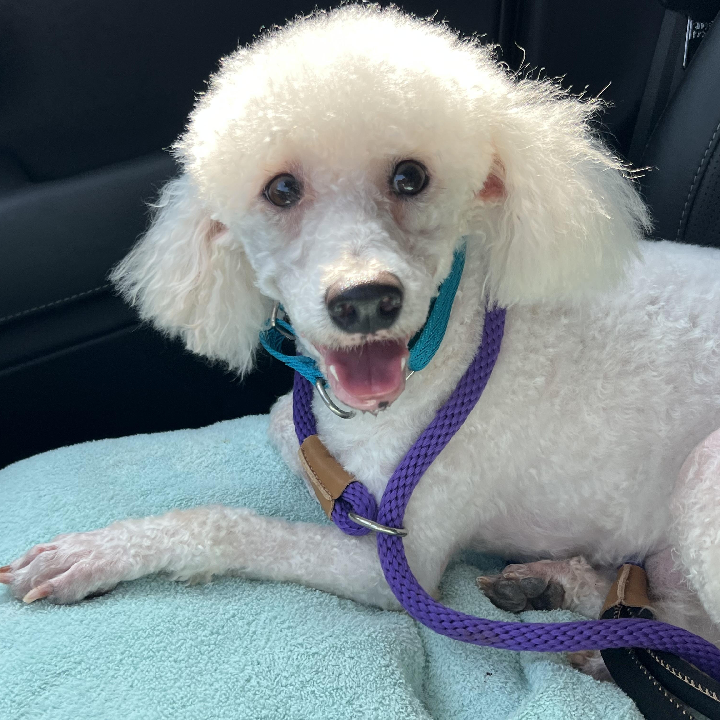 Finian, Adoptable, Adult Male Miniature Poodle.