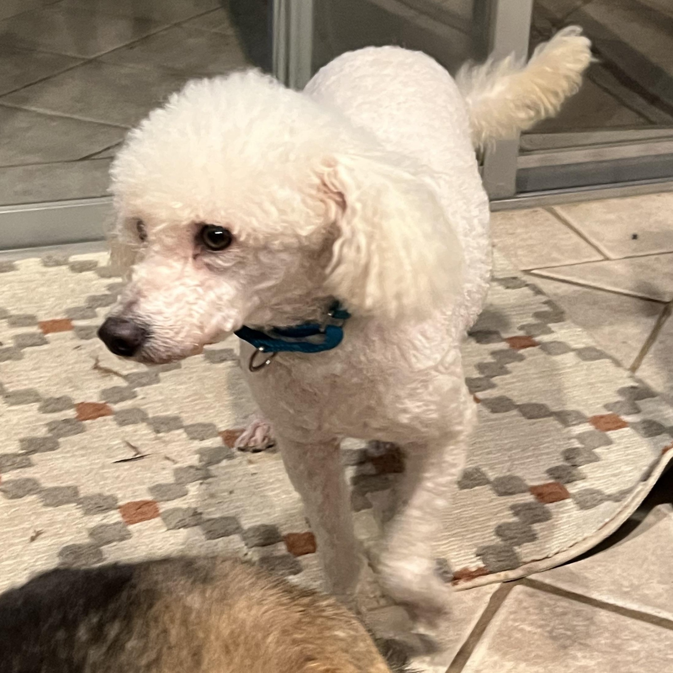 Enlarge Finian, a Adoptable Miniature Poodle in Bellaire, TX image 4/6